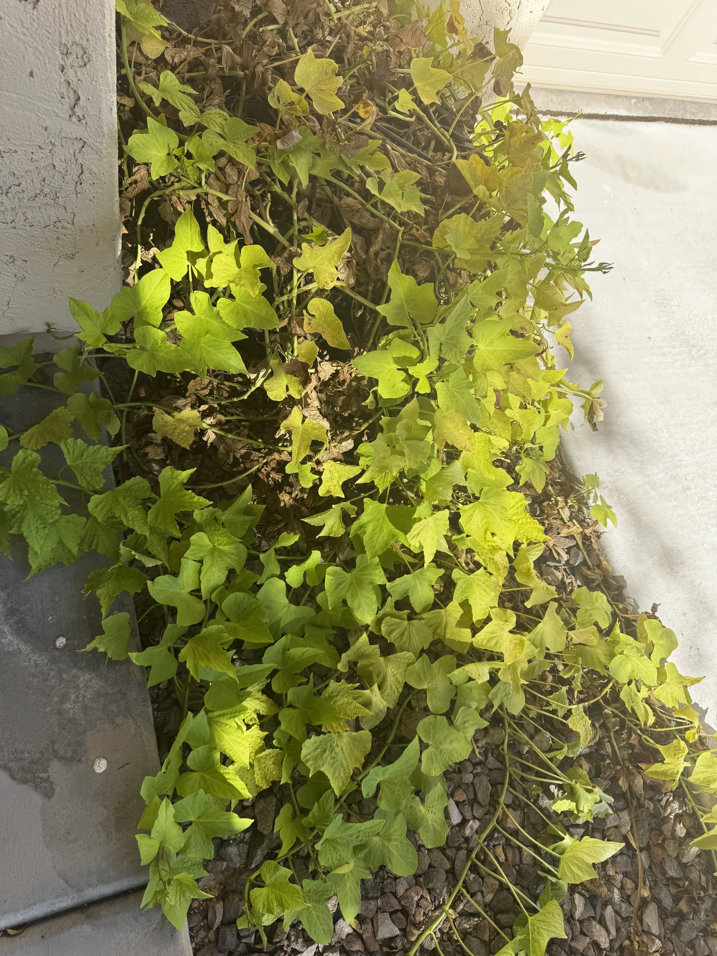 Ornamental Sweet Potato Plant