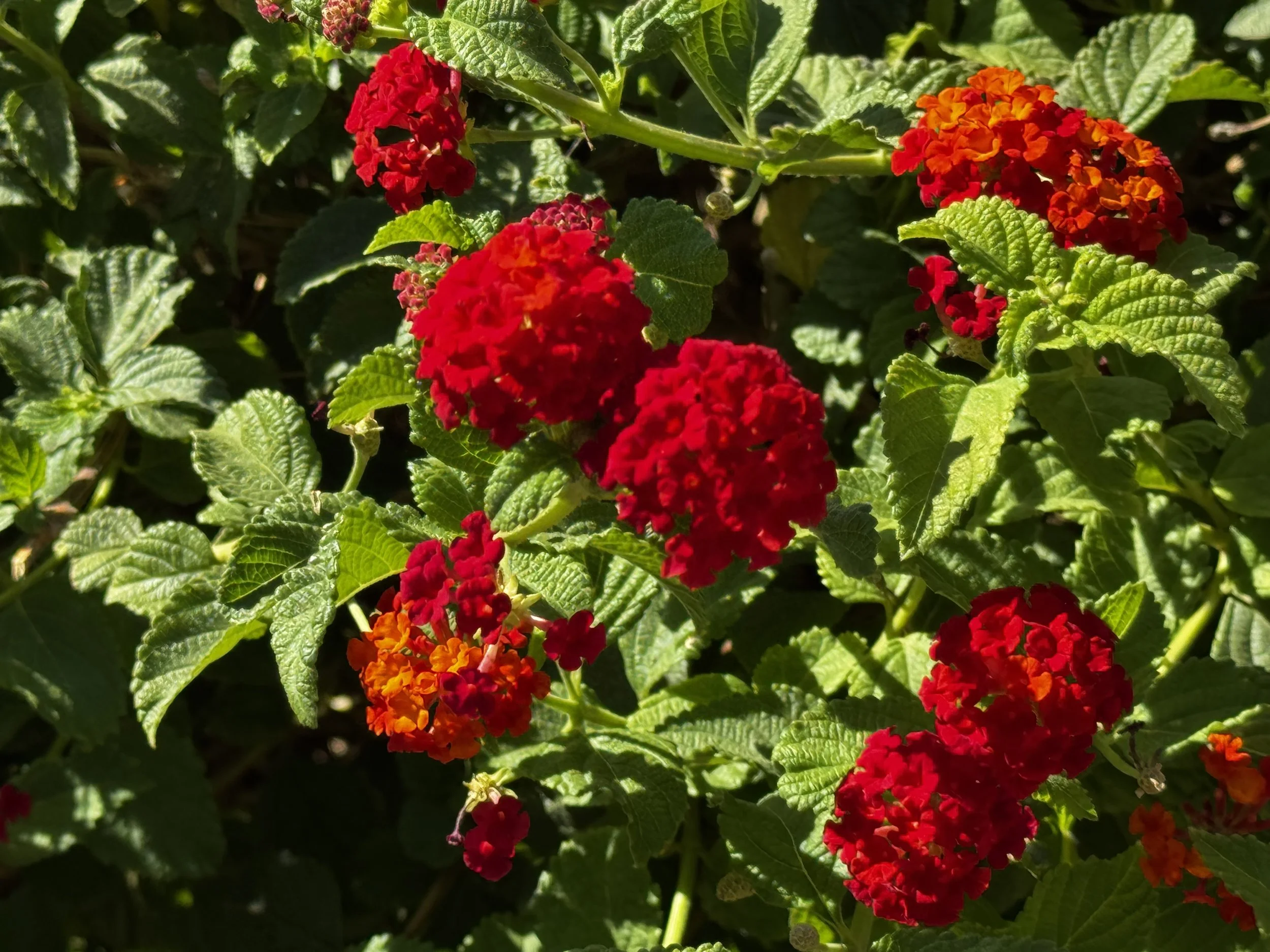 Texas Flame Lantana