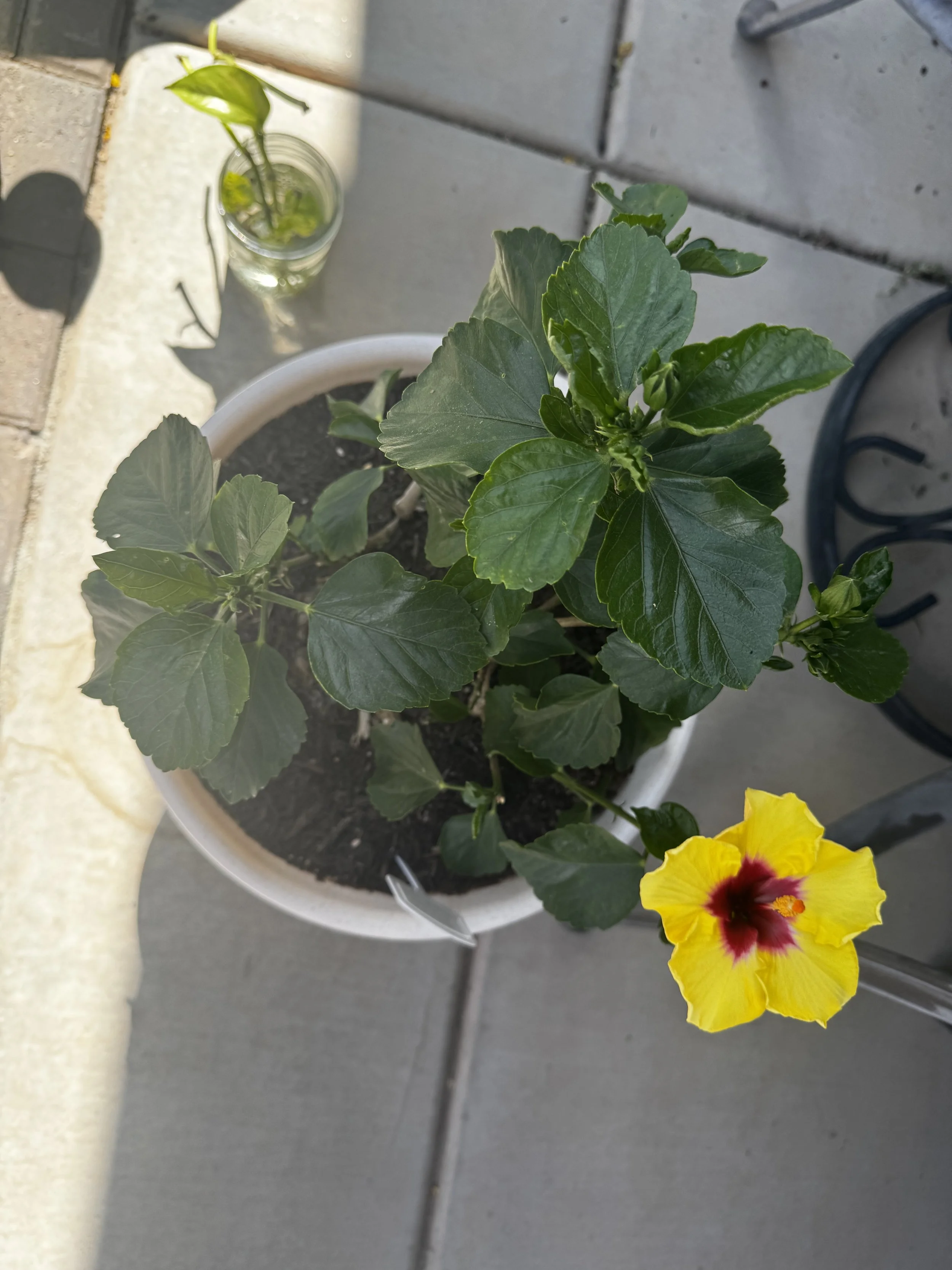 Tropical Hibiscus