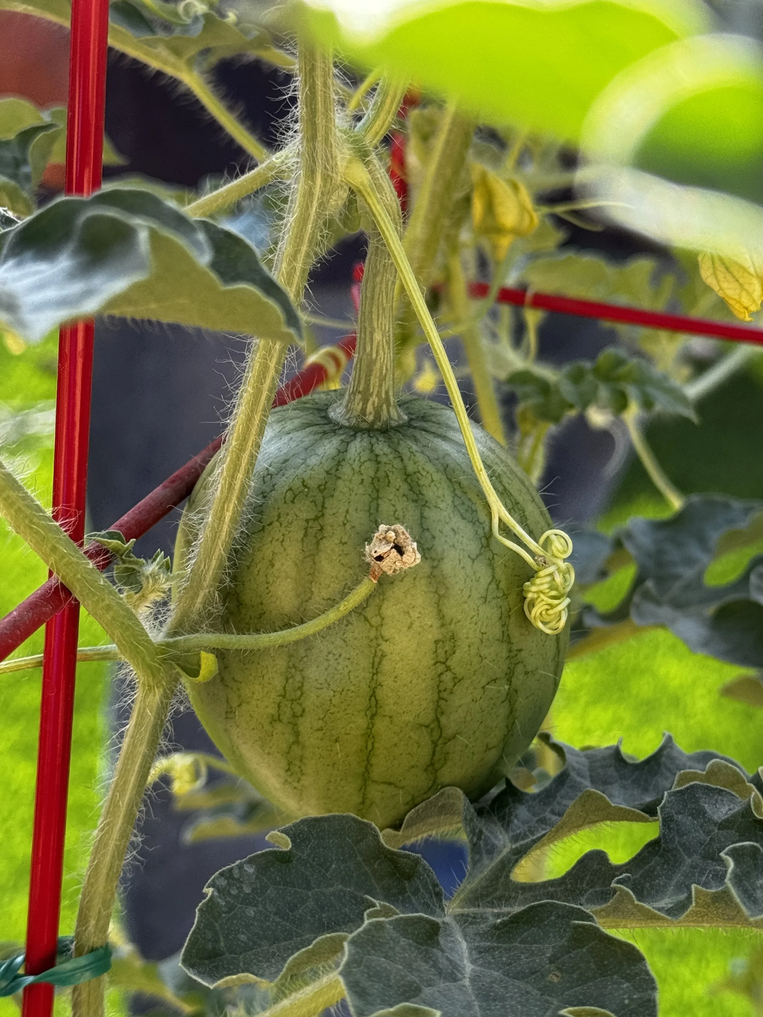 Sugar Baby Watermelon