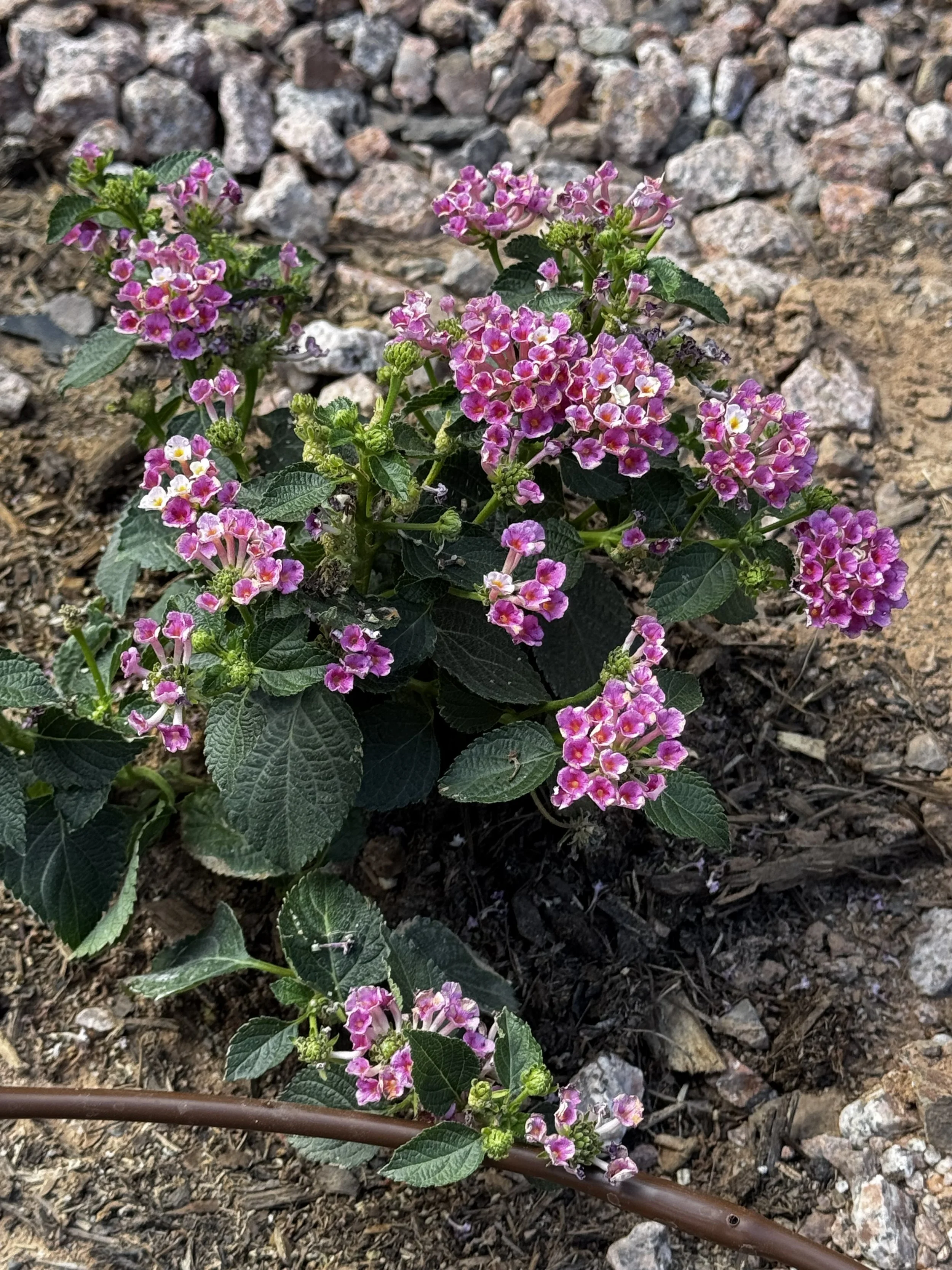 Pink Berry Lantana