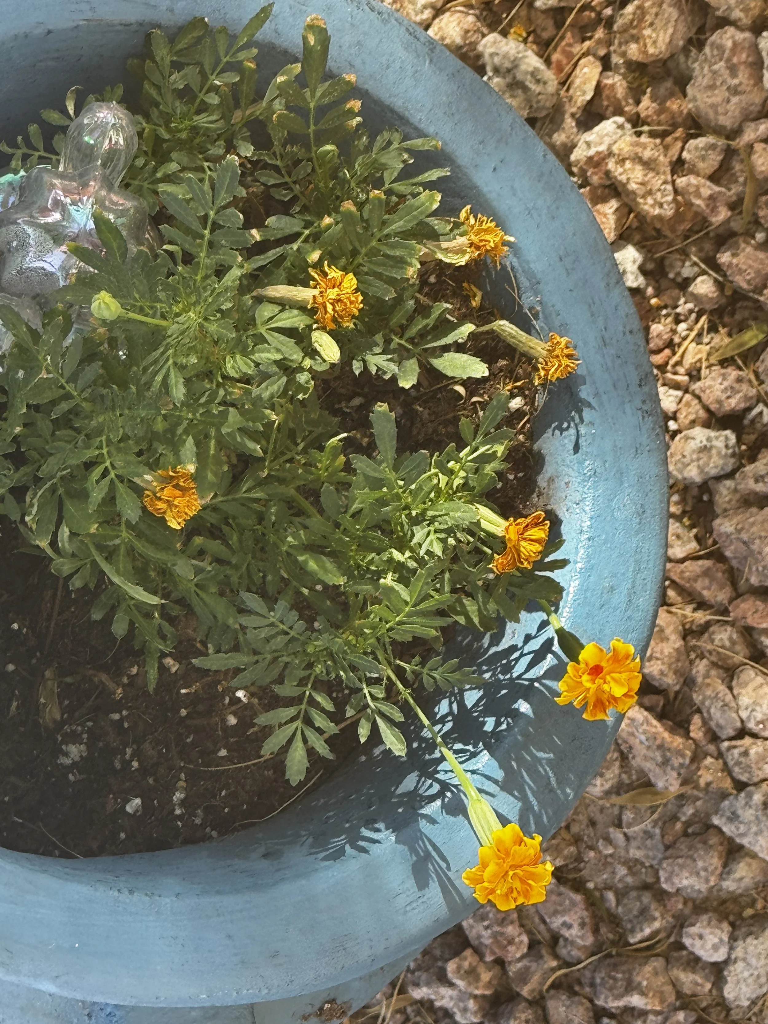 French Marigold