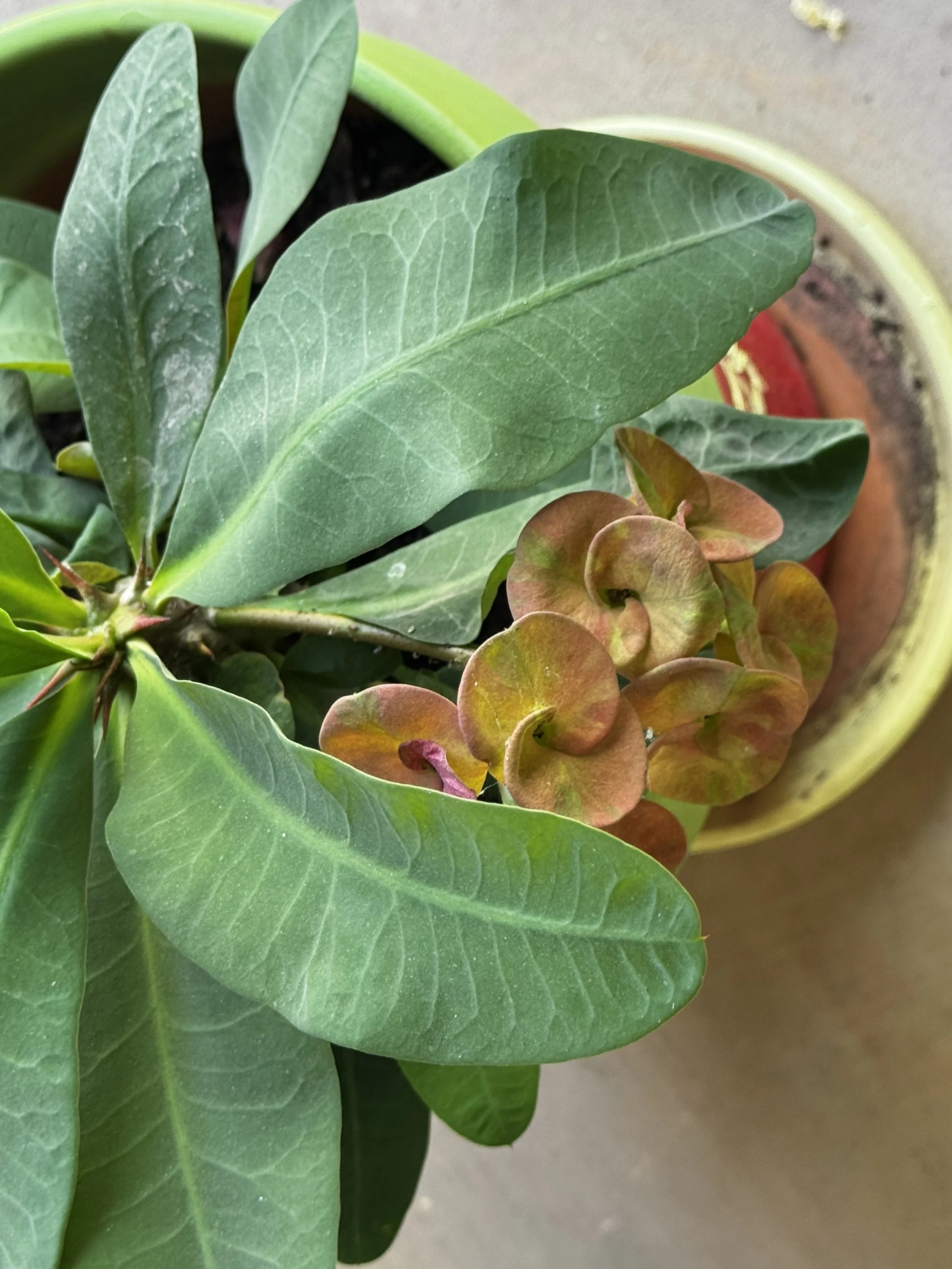 Crown of Thorns