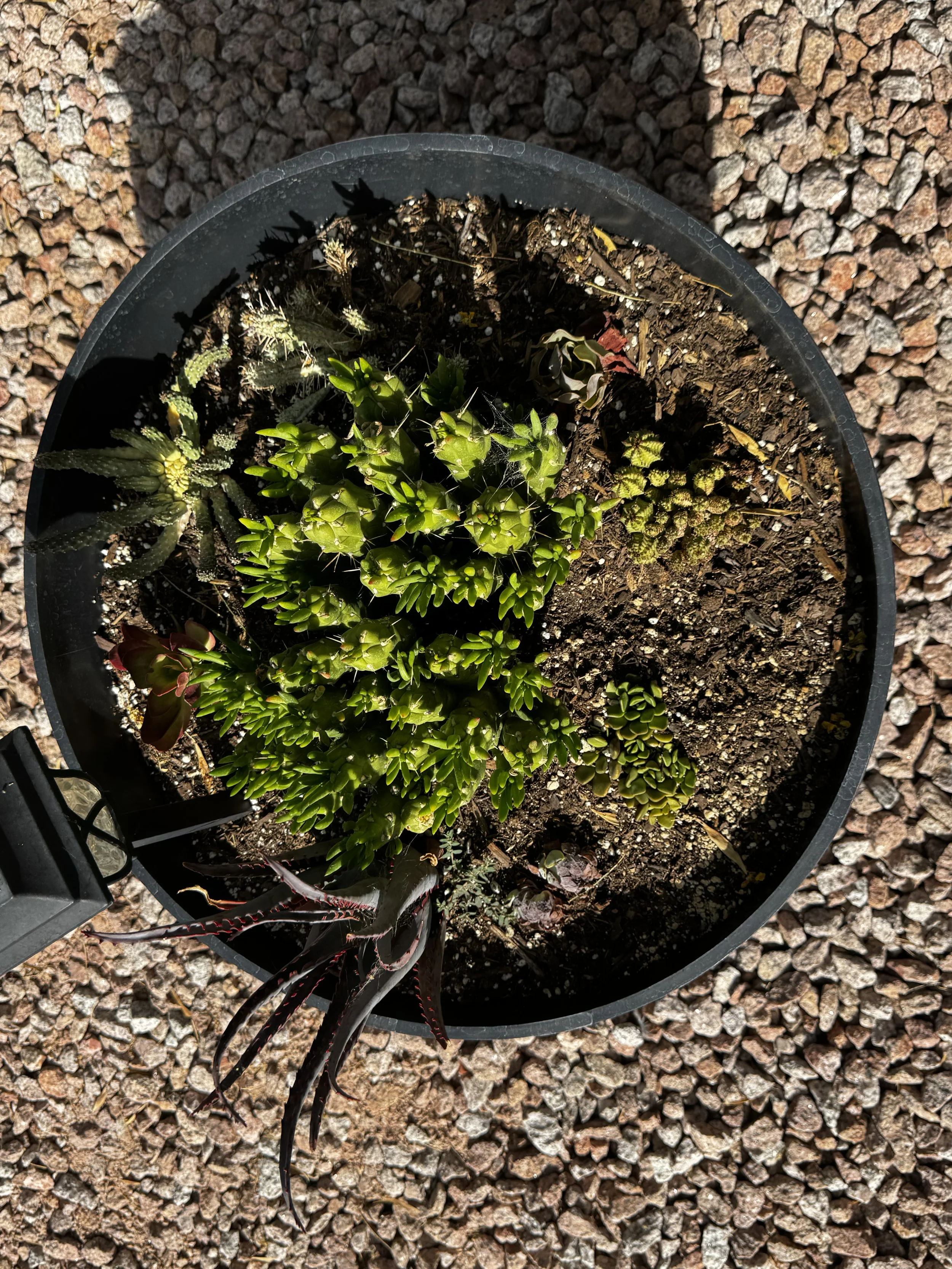 Barrel of Cacti
