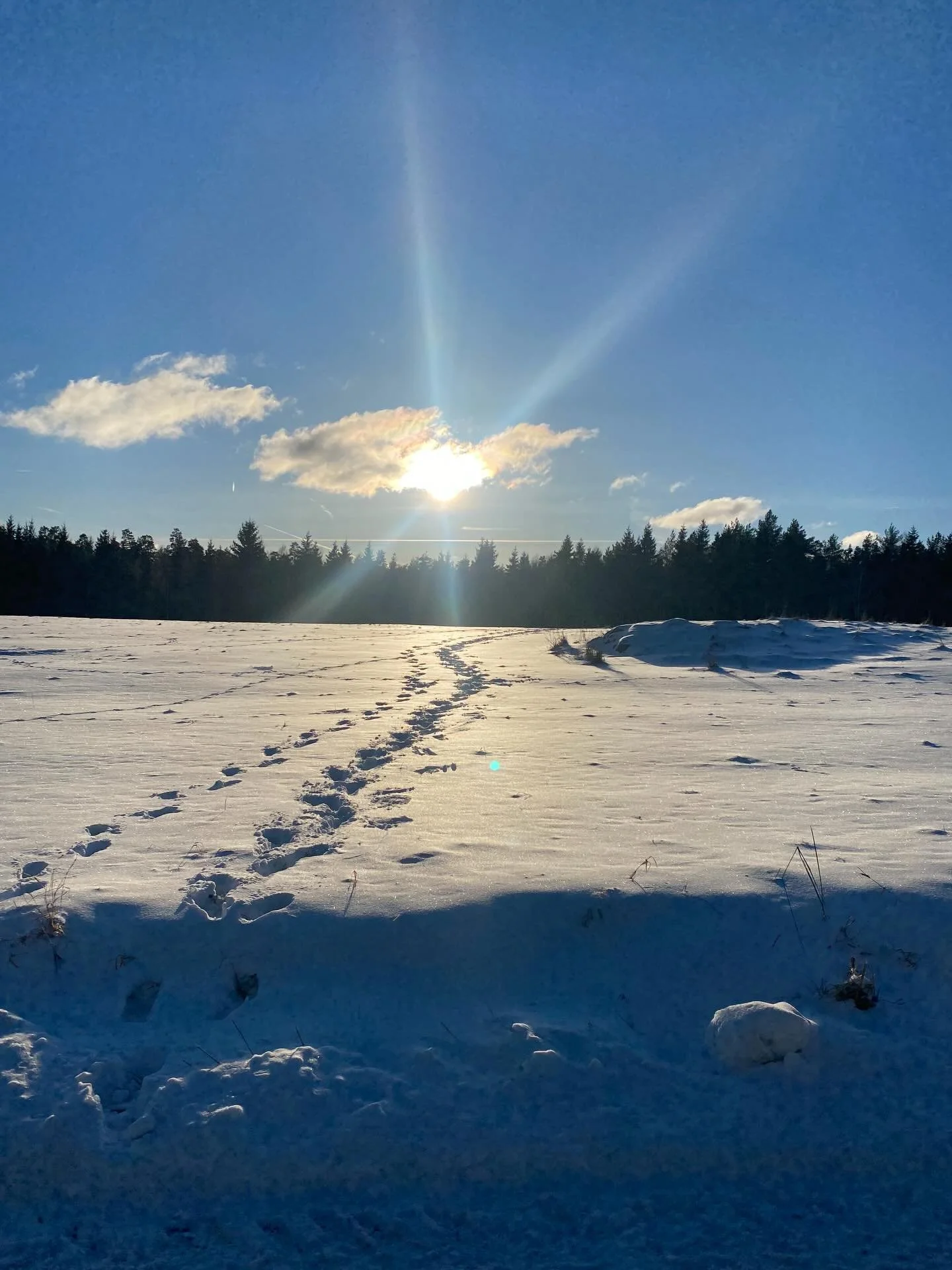 This weekend I spent time in the forest, surrounded by the quiet of a Nordic winter.

It made me think about the wisdom of hibernation &mdash; how nature doesn&rsquo;t rush growth in the colder months. It adapts. It slows. It conserves energy.

And n