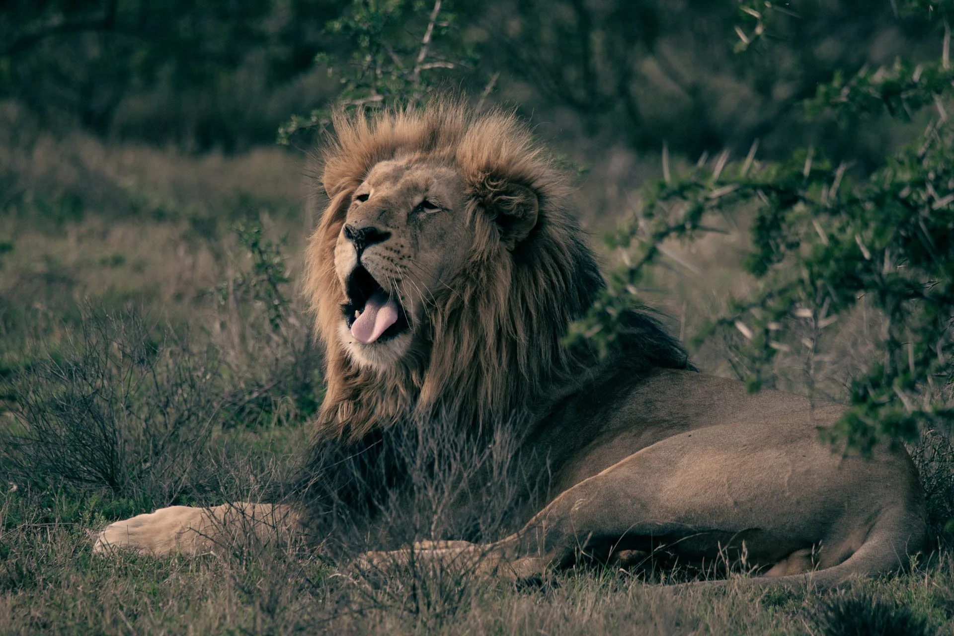 Respect voor wilde dieren
