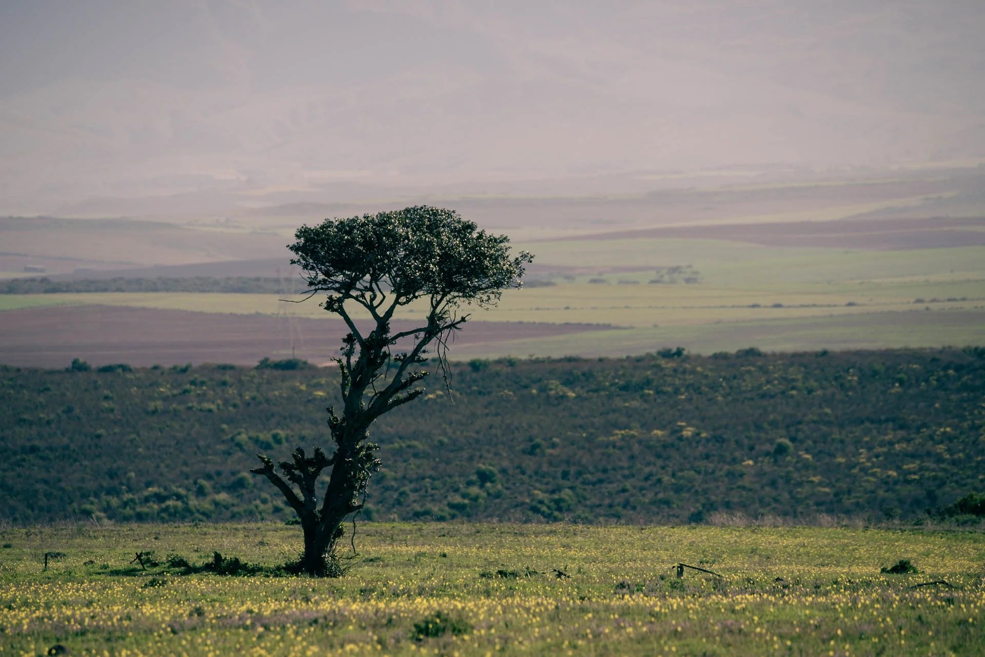 Kruger National Park, eindeloos en iconisch