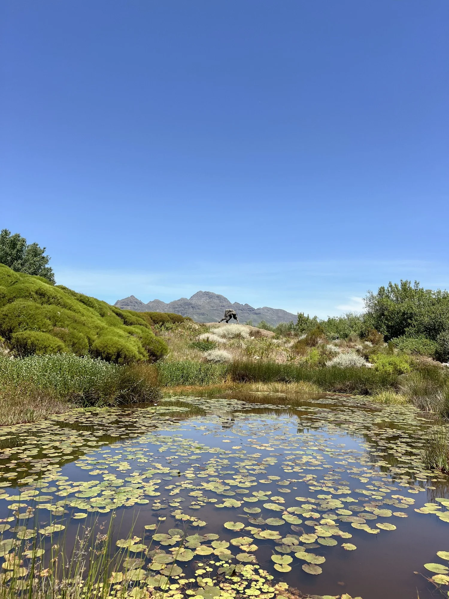 Vijver met waterlelies en bergen op de achtergrond, in sculpture garden bij Stellenbosch.