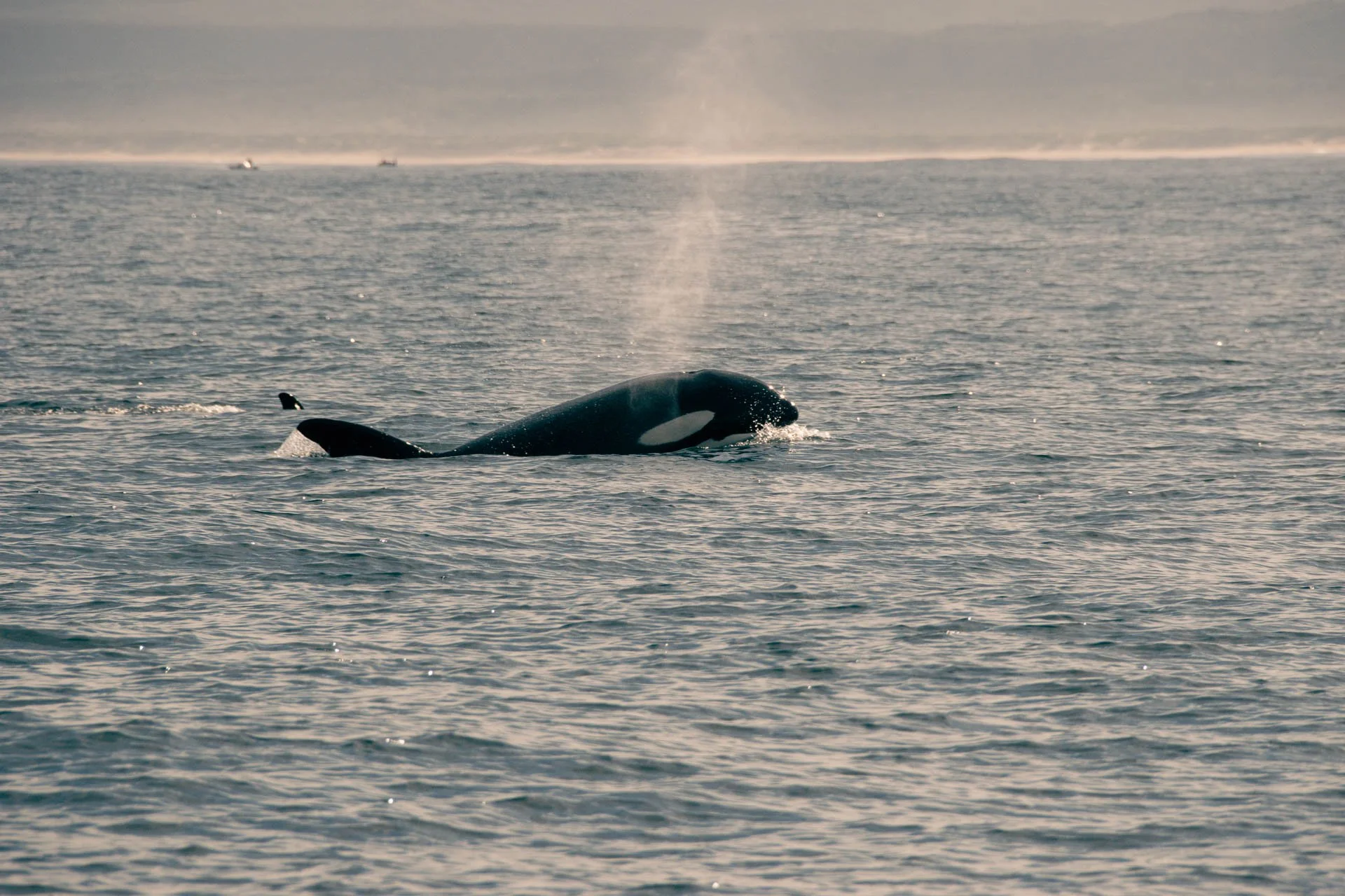 Orka zwemt aan het wateroppervlak en blaast water omhoog voor de Zuid-Afrikaanse kust.