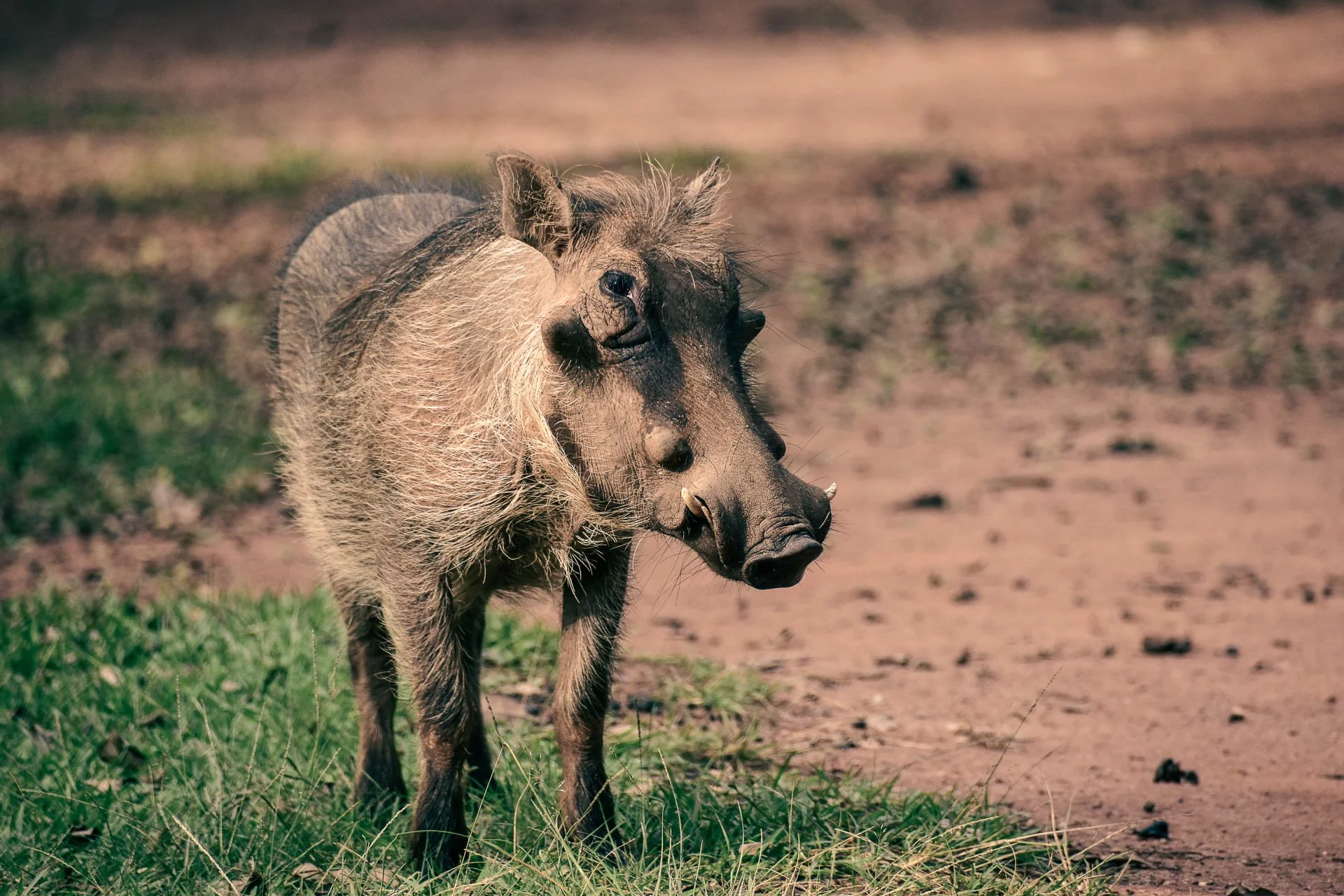 Op safari in Hoedspruit