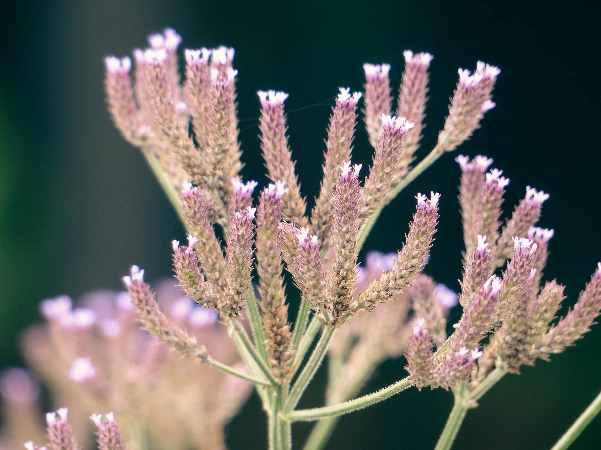 Close-up van lavendelplant in Zuid-Afrika.