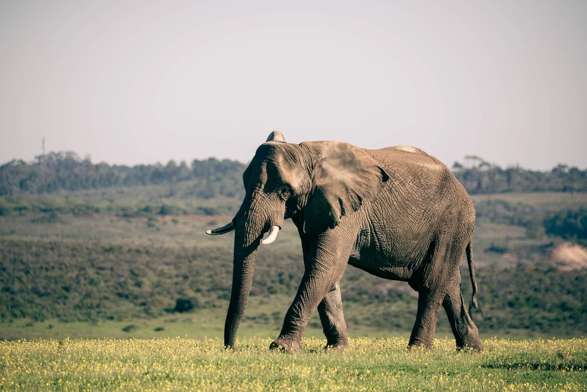 Addo National Park, olifanten in de hoofdrol