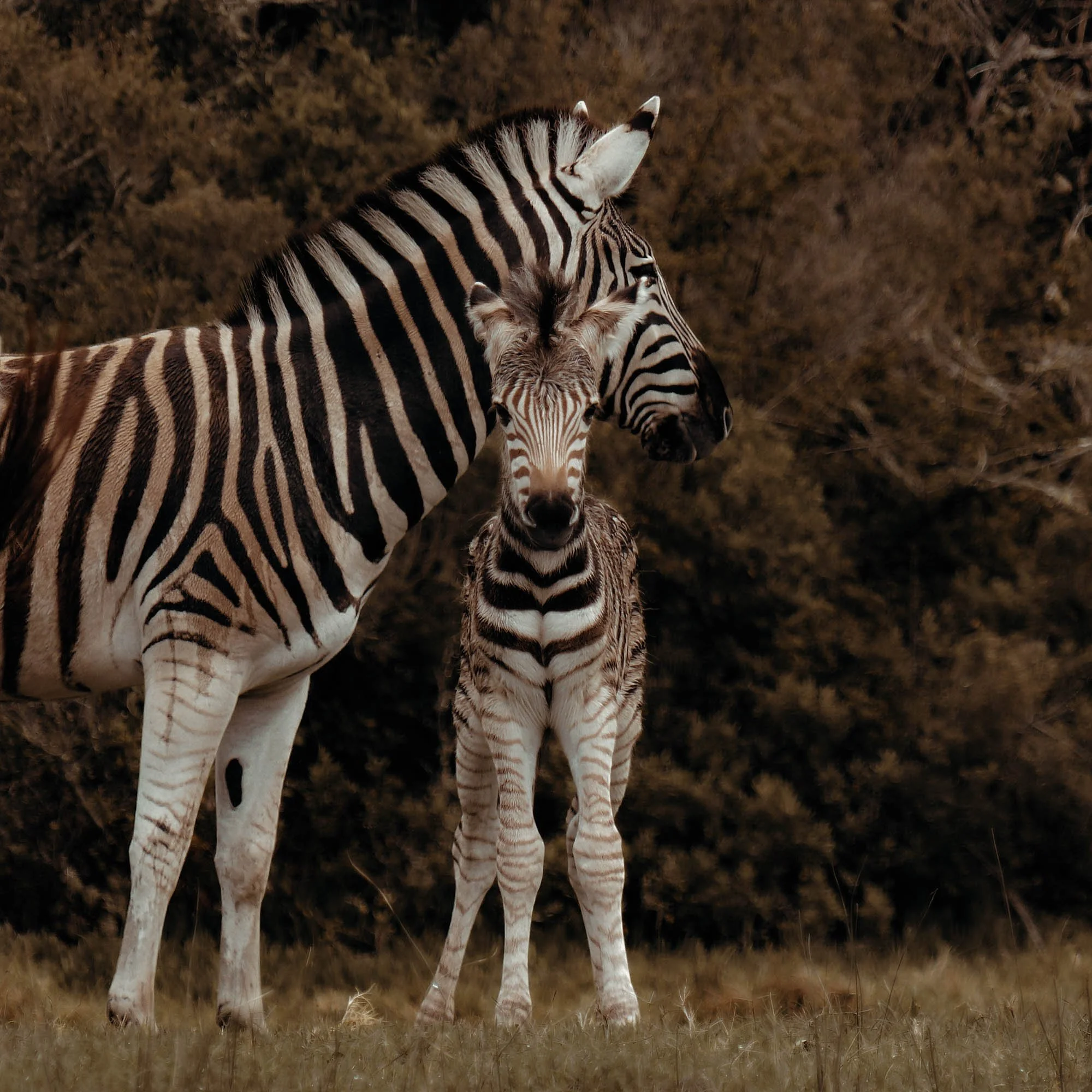 Zebramerrie staat met haar jonge veulen in het natuurgebied van Stanley Island.