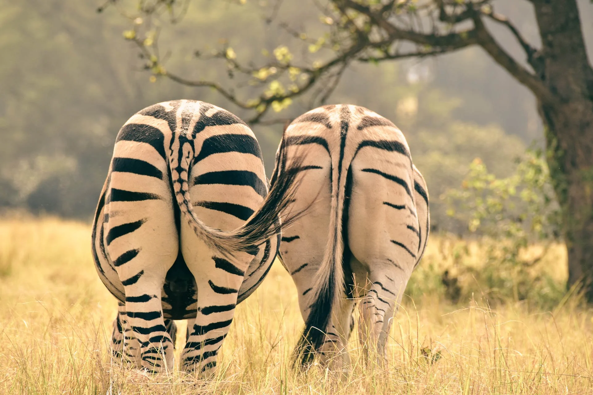 Twee zebra’s gezien van achteren in zacht licht in een graslandschap in Zuid-Afrika.