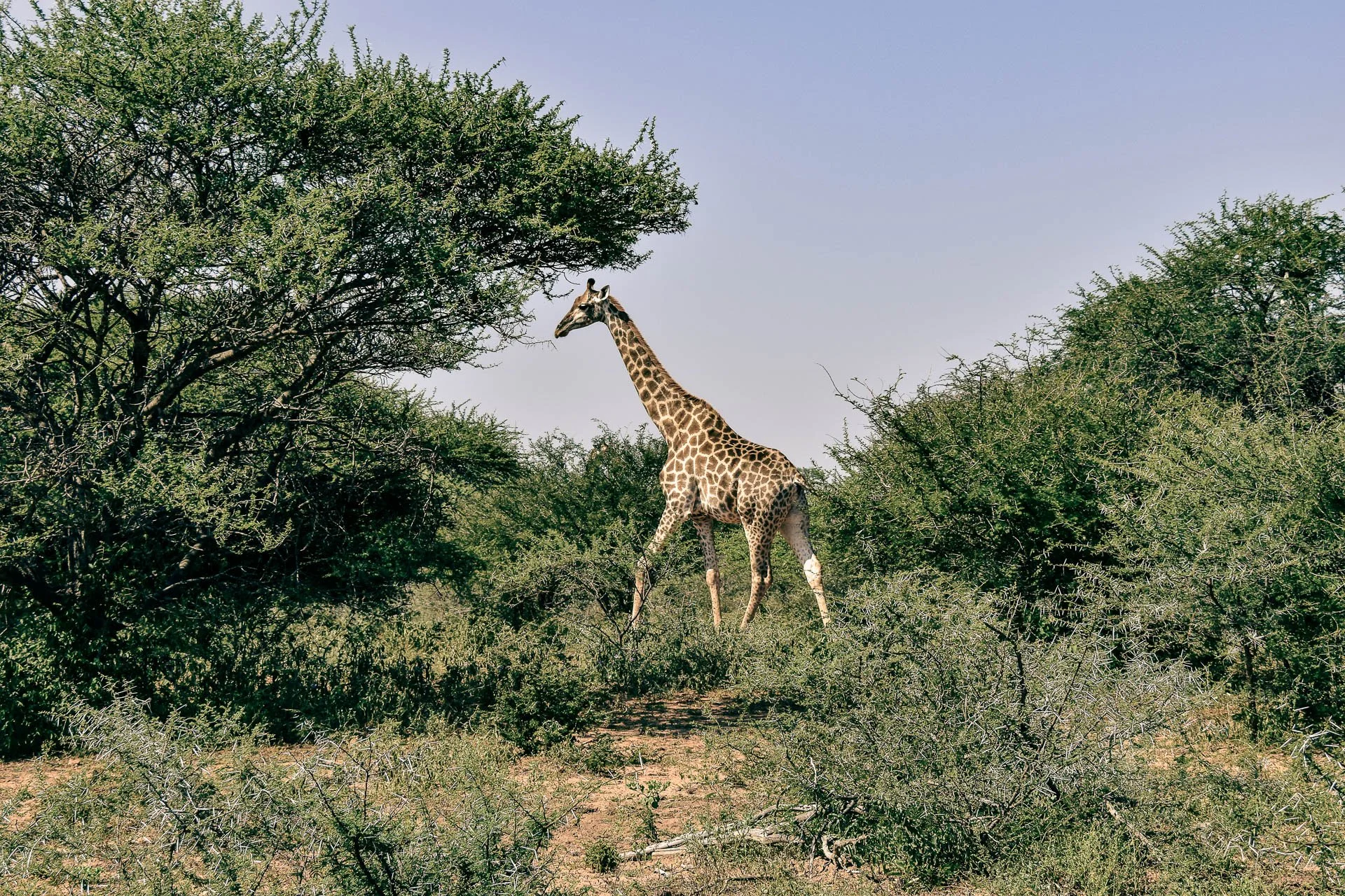 Keukenteam oogst rode bieten in moestuin naast lage bakstenen muren in Zuid-Afrika.