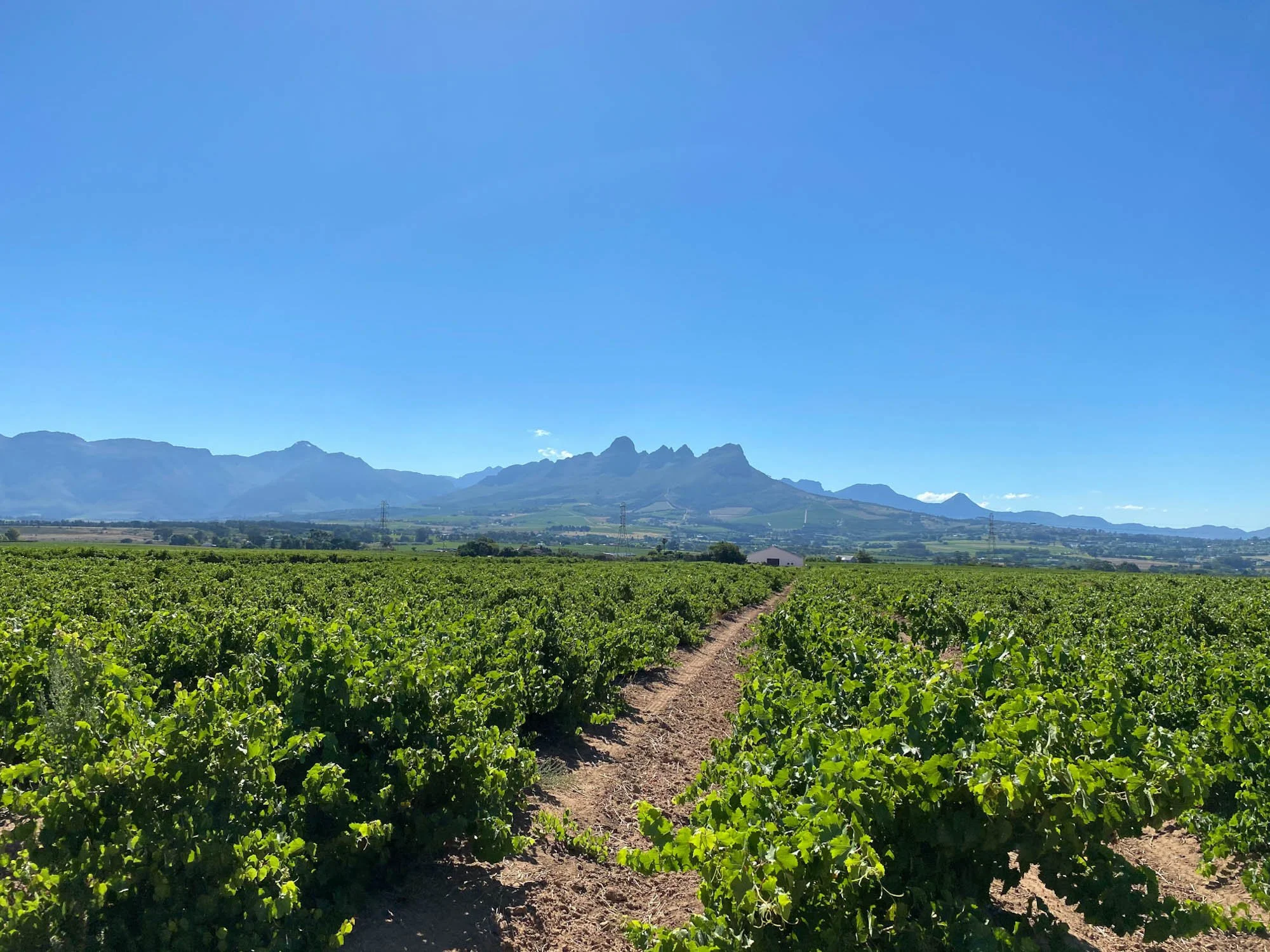 Wijngaard bij Stellenbosch met het grillige silhouet van de Helderberg op de achtergrond.