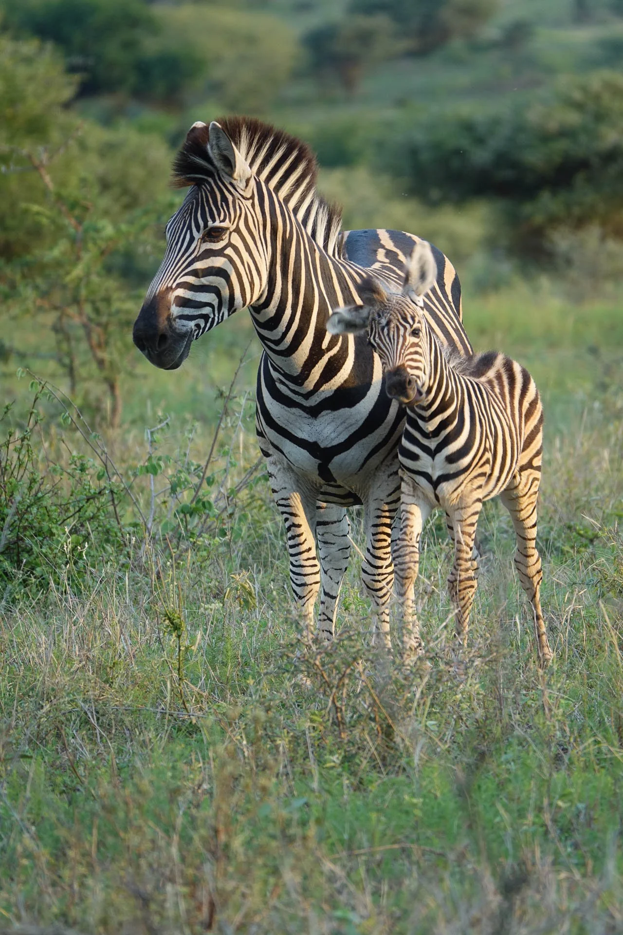 Zebra met jong staat samen in het groene struiklandschap van Zuid-Afrika.