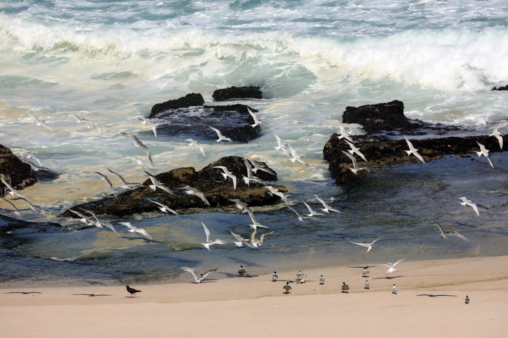 West Coast National Park, de verborgen kustparel van de Kaap