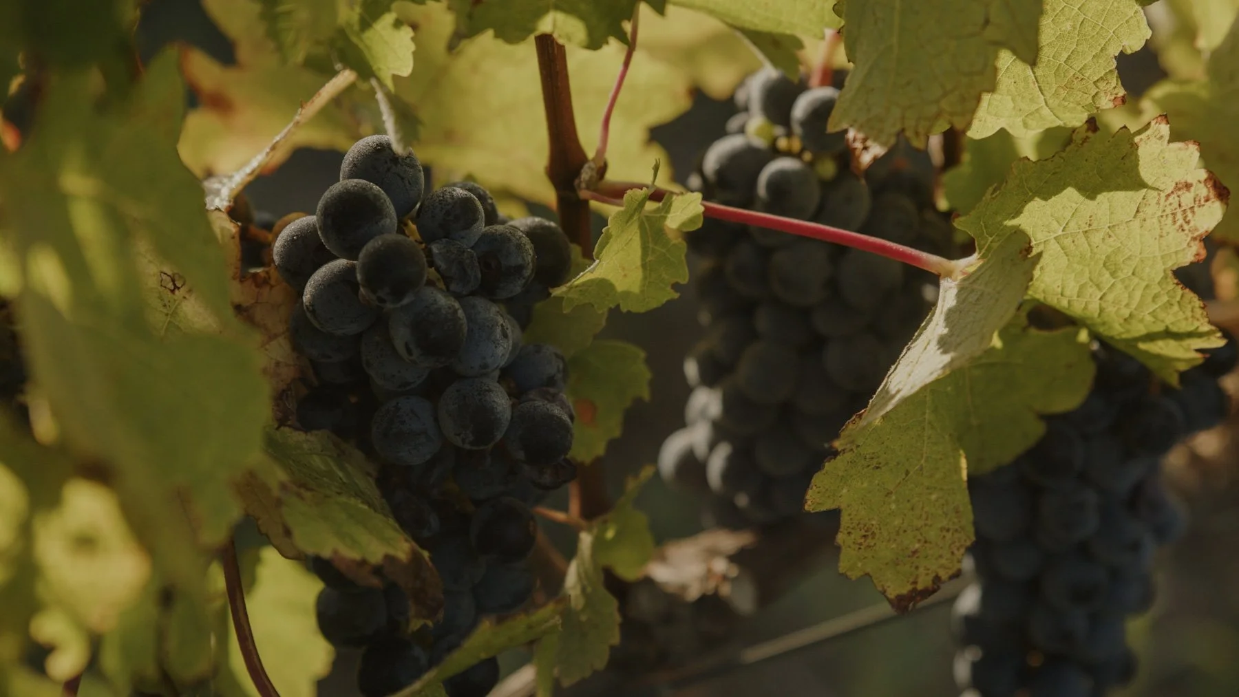 Rijpe druiven aan de rank in wijngaard van Creation Wines in Zuid-Afrika.