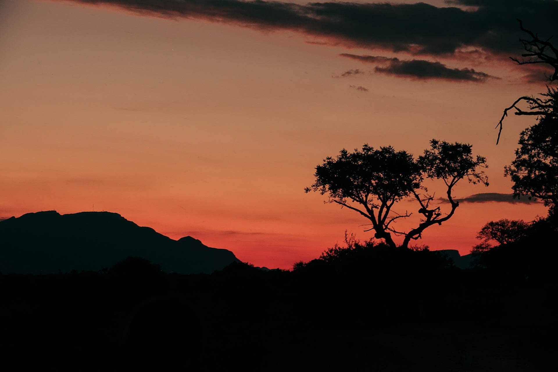 Silhouet van een boom tegen een warme rode zonsondergang in Zuid-Afrika