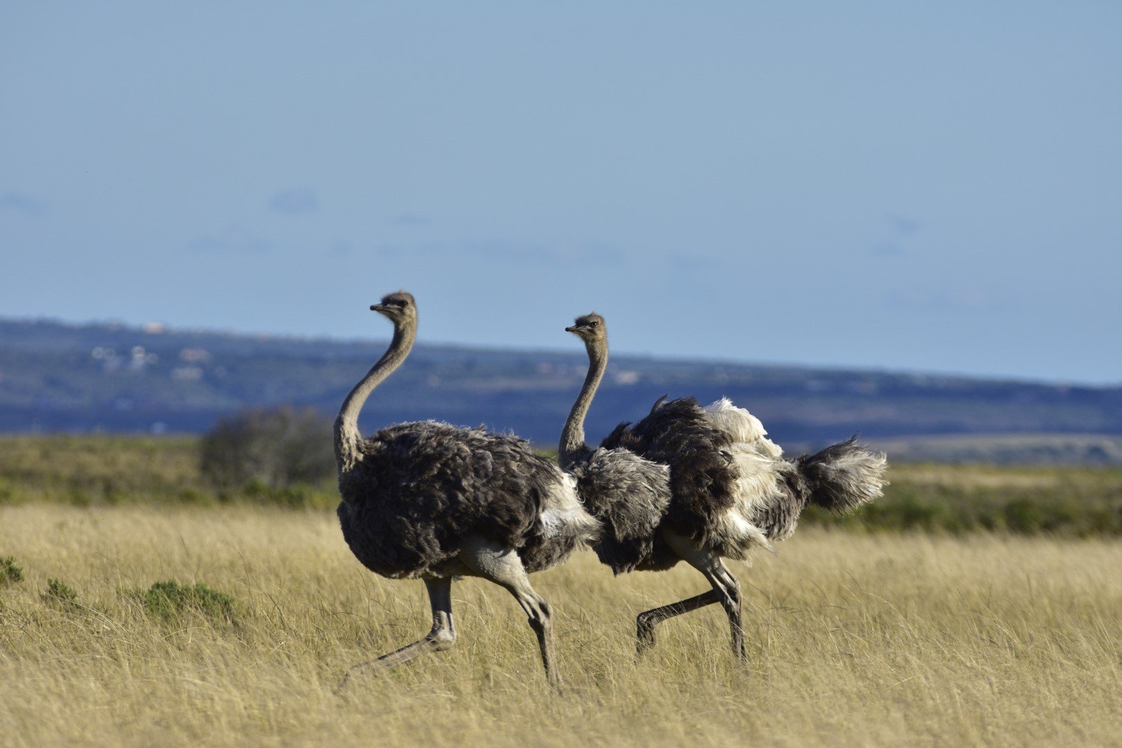Twee struisvogels rennen door droog grasland met heuvels op de achtergrond in Zuid-Afrika.