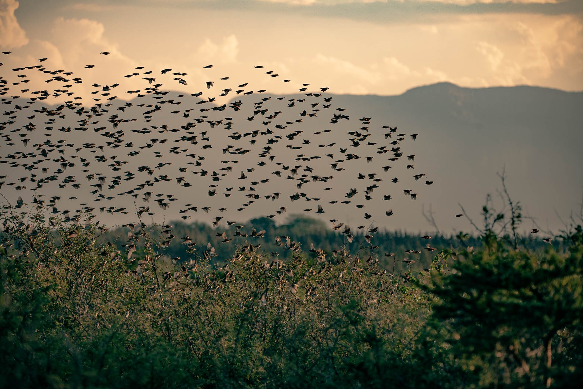 Grote zwerm vogels vliegt boven struiken in het warme avondlicht in Zuid-Afrika.