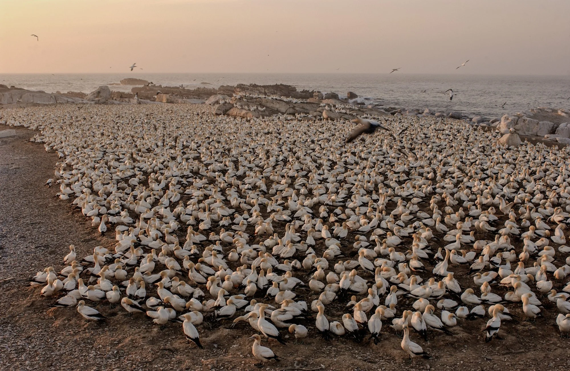 Zeevogels bij Langebaan in Zuid-Afrika.