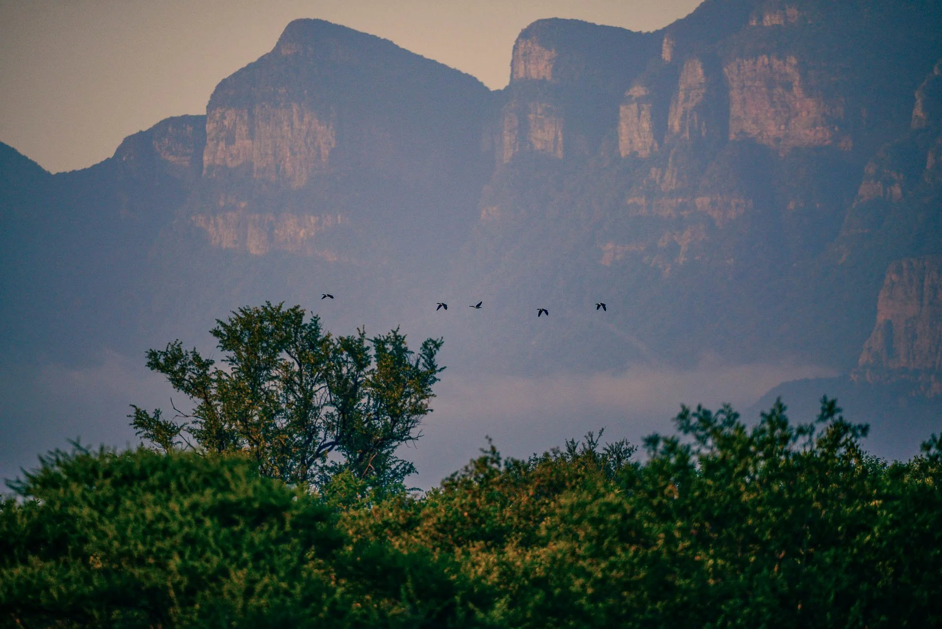 Vogels vliegen over een groen landschap met bergen op de achtergrond in Zuid-Afrika.