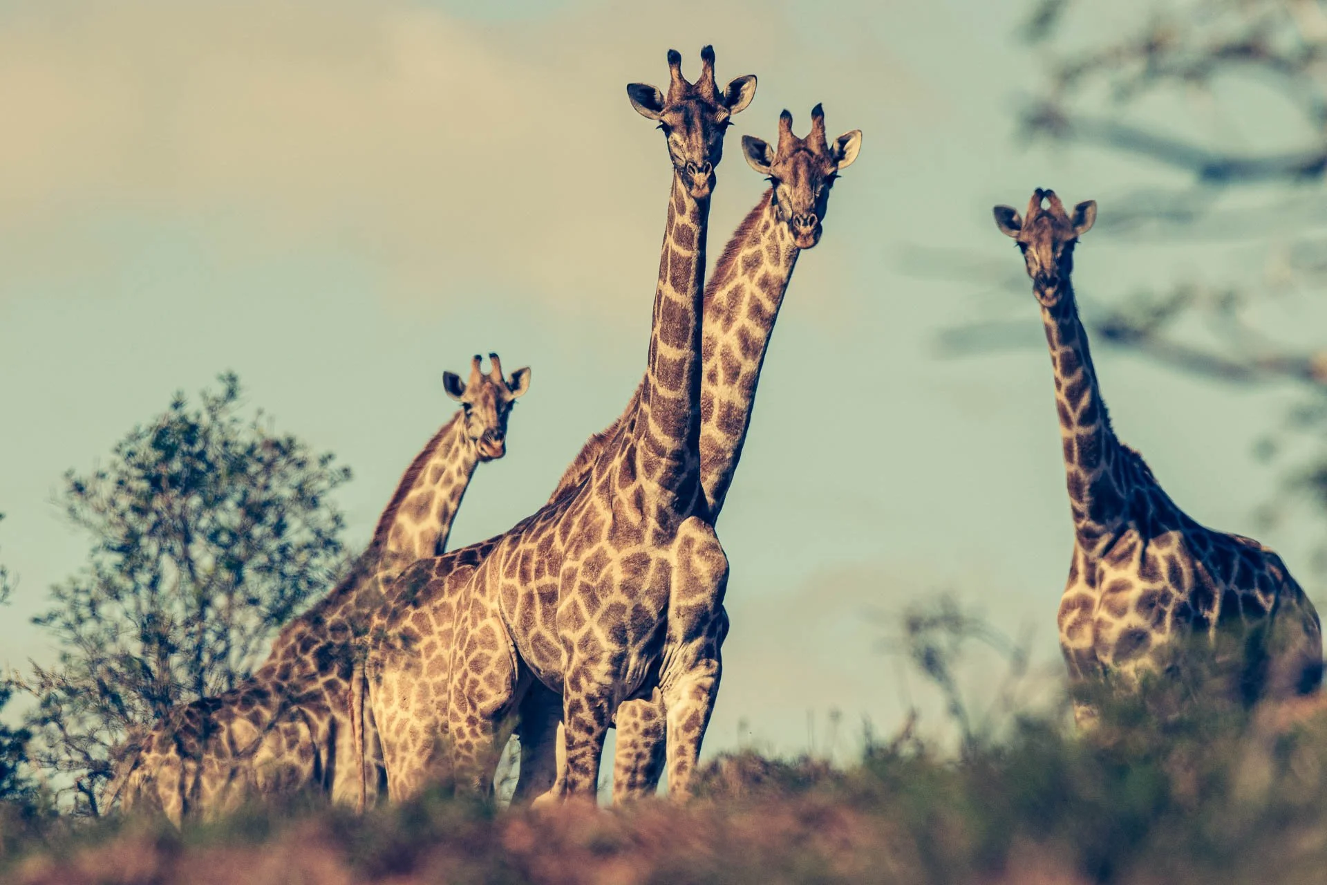 Groep giraffen staat bij elkaar in open savannelandschap in Zuid-Afrika.