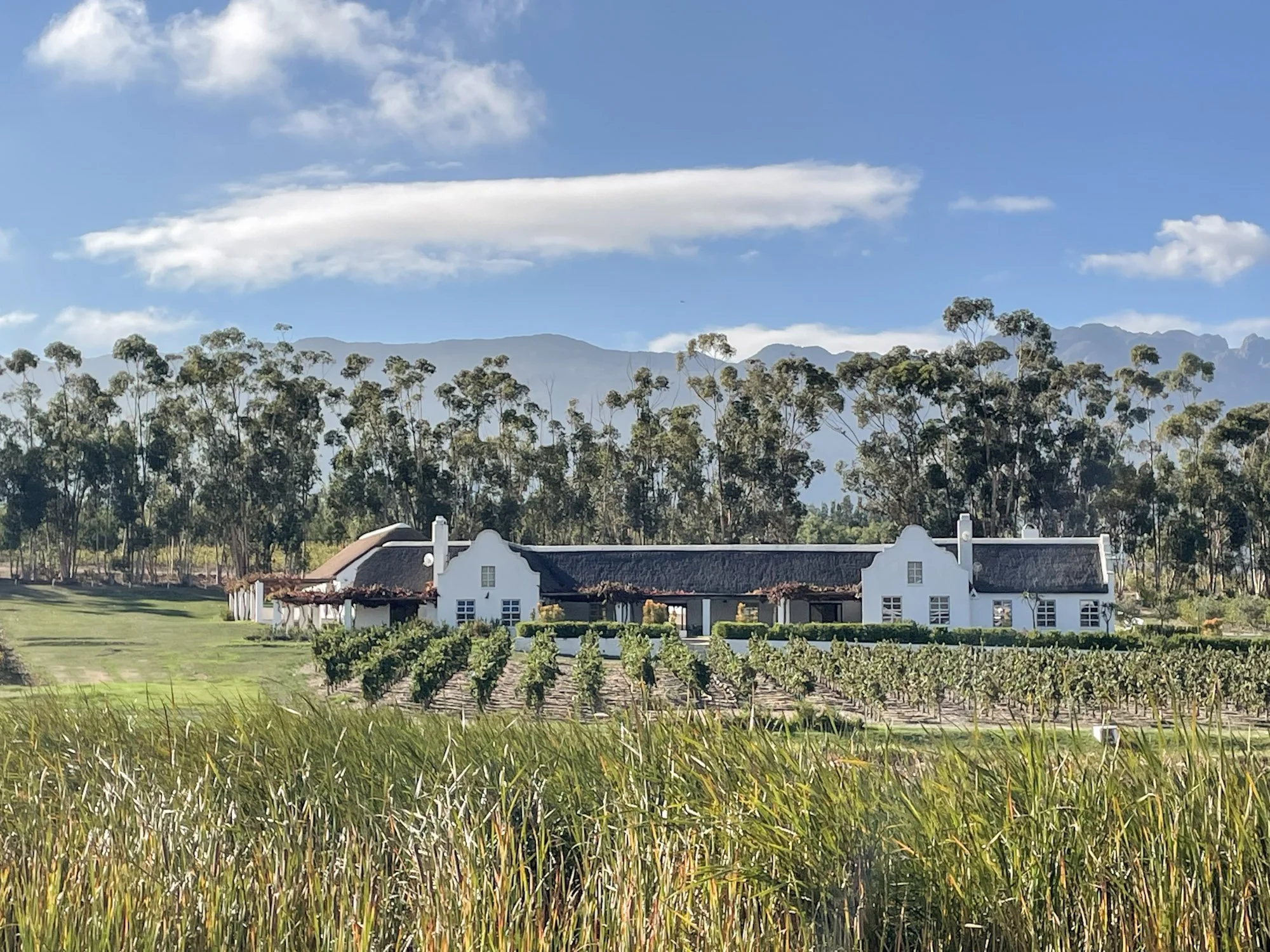 Wijngaard en historische wijnboerderij bij Tulbagh met bergen op de achtergrond.