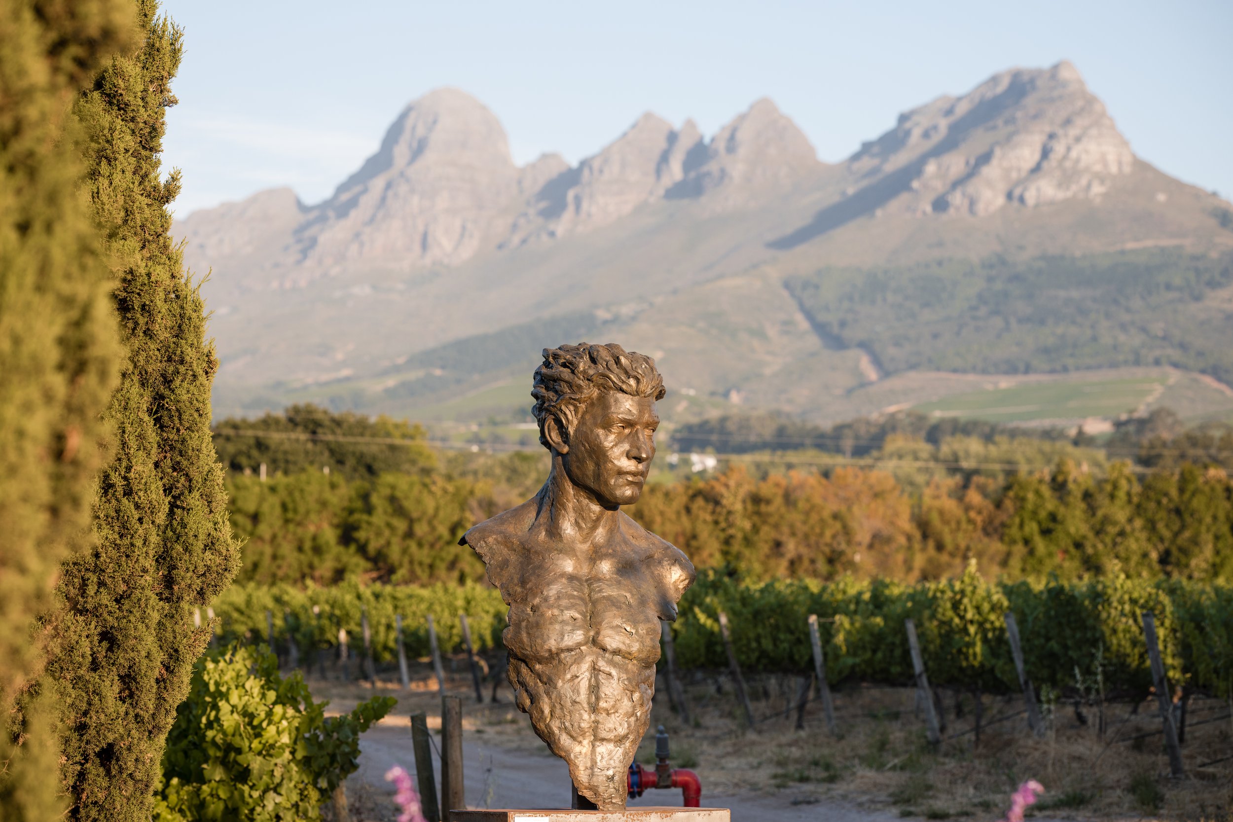 Borstbeeld met bergen en wijngaard op achtergrond in Stellenbosch.