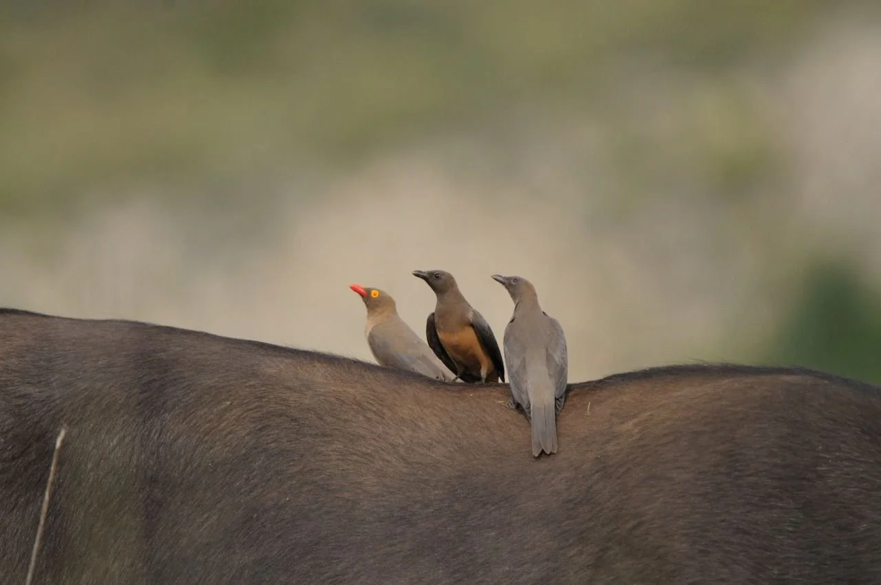 Drie vogels zitten op de rug van een groot dier in de savanne.