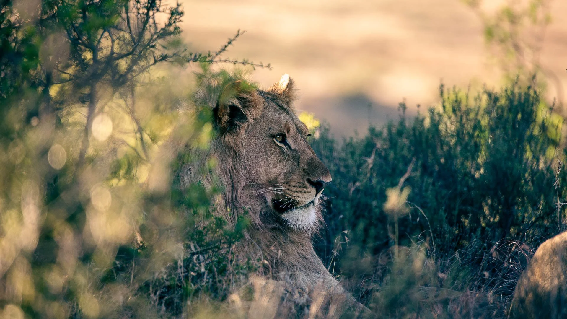 Close-up van een leeuw in profiel met manen zichtbaar in de Zuid-Afrikaanse bush.