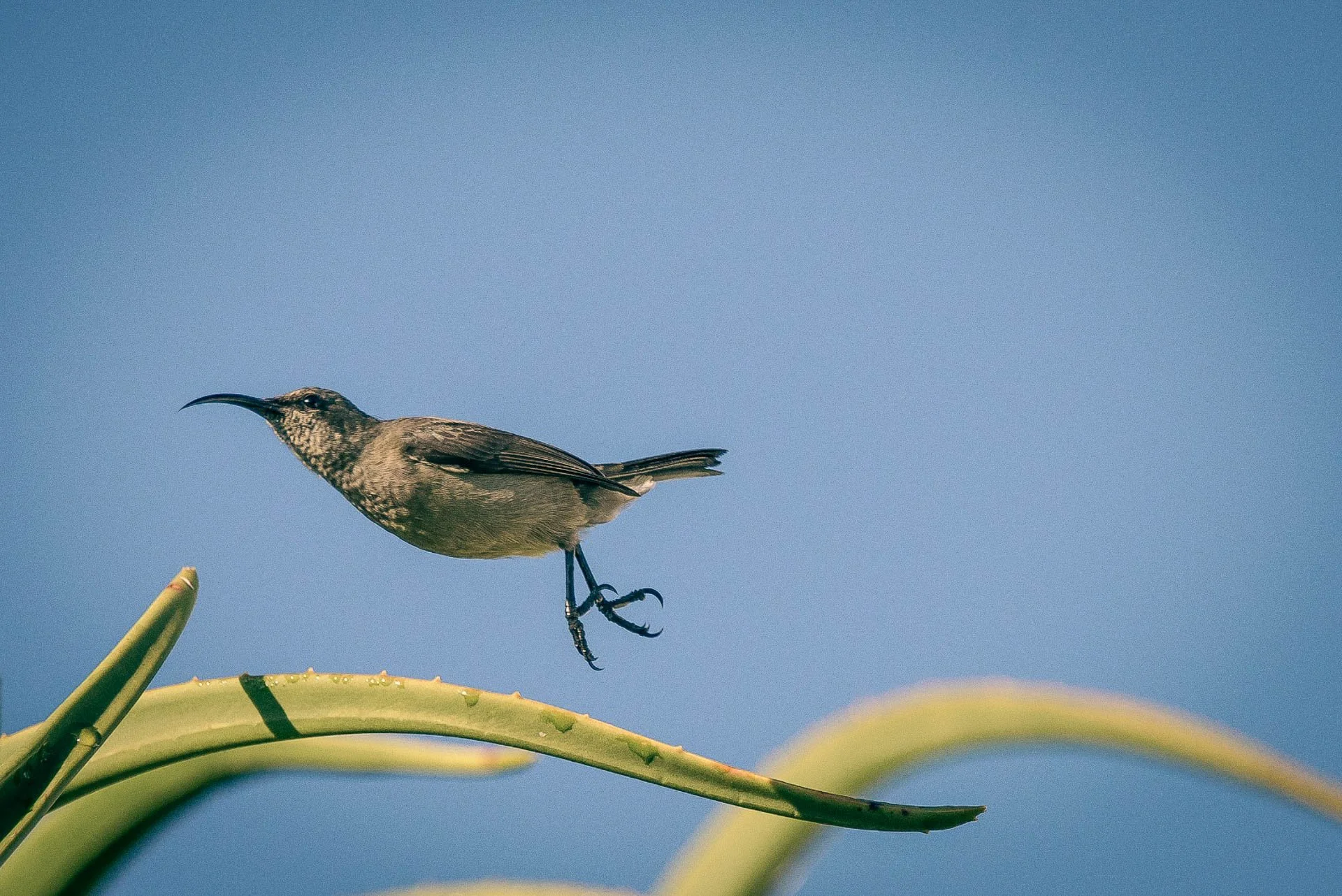 Epic Karoo birding