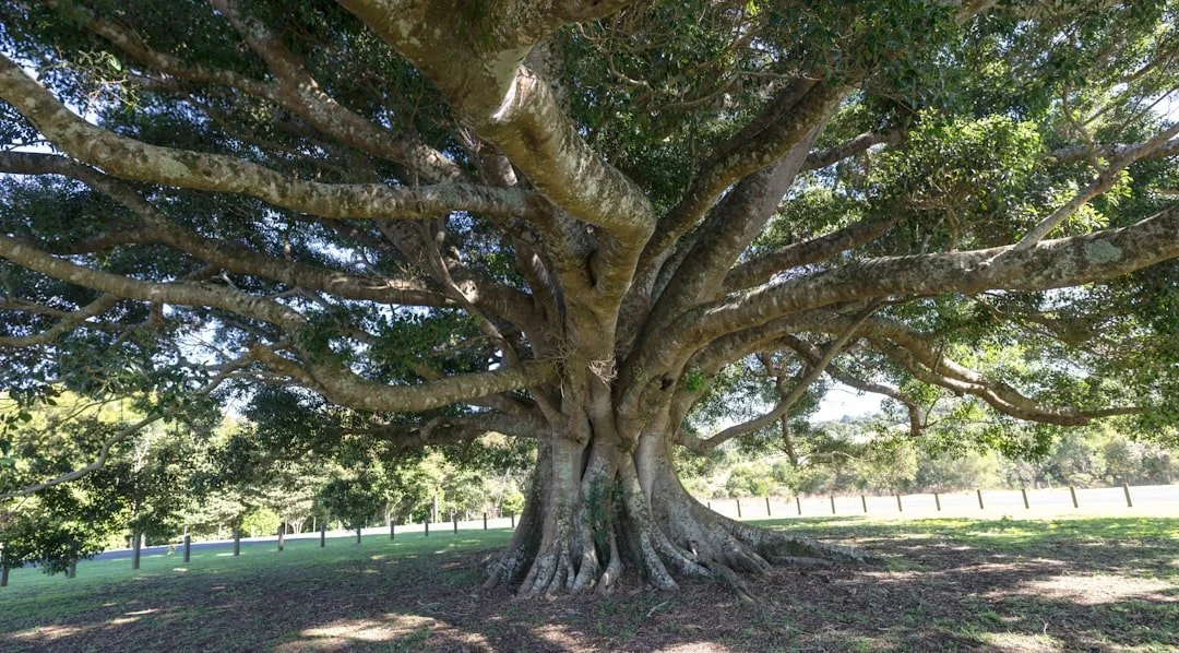 Milkwood: de stille beschermheer van de Zuid-Afrikaanse kust
