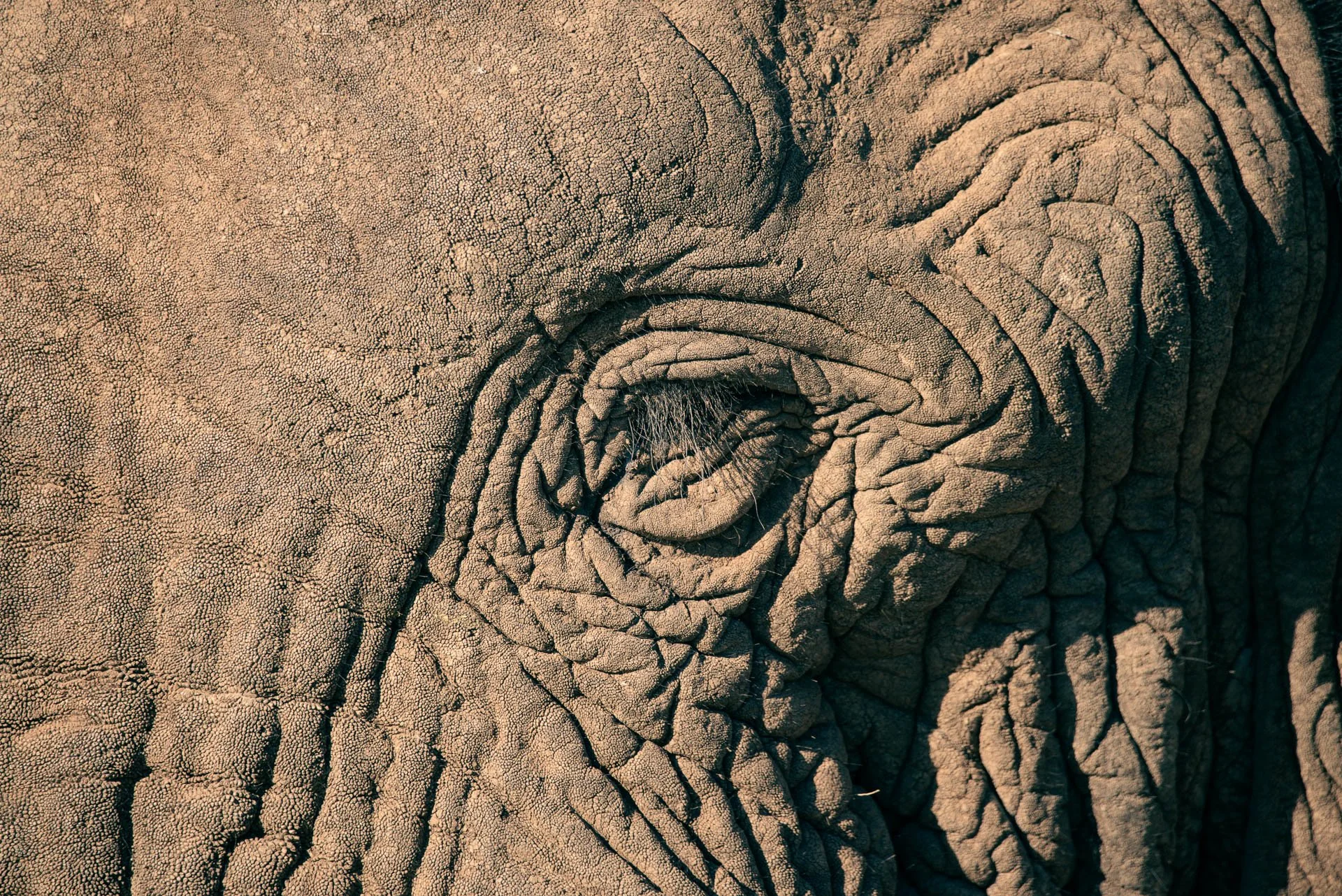 olifant-oogClose-up van het oog en de rimpelige huid van een Afrikaanse olifant in Zuid-Afrika.