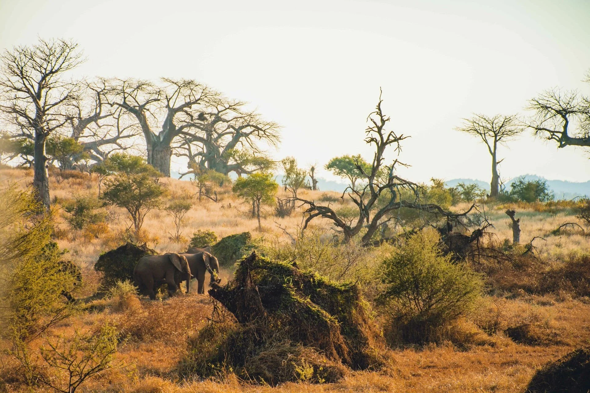 Oorsprong van de safari