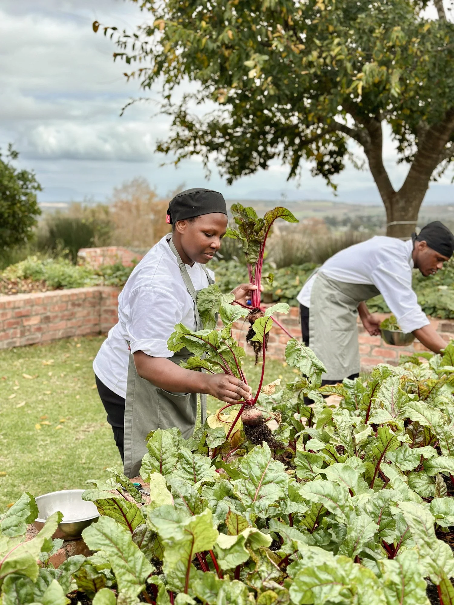 Keukenteam oogst rode bieten in moestuin naast lage bakstenen muren in Zuid-Afrika.
