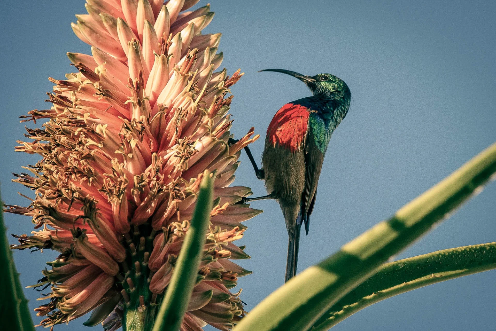 Land van fynbos en protea’s