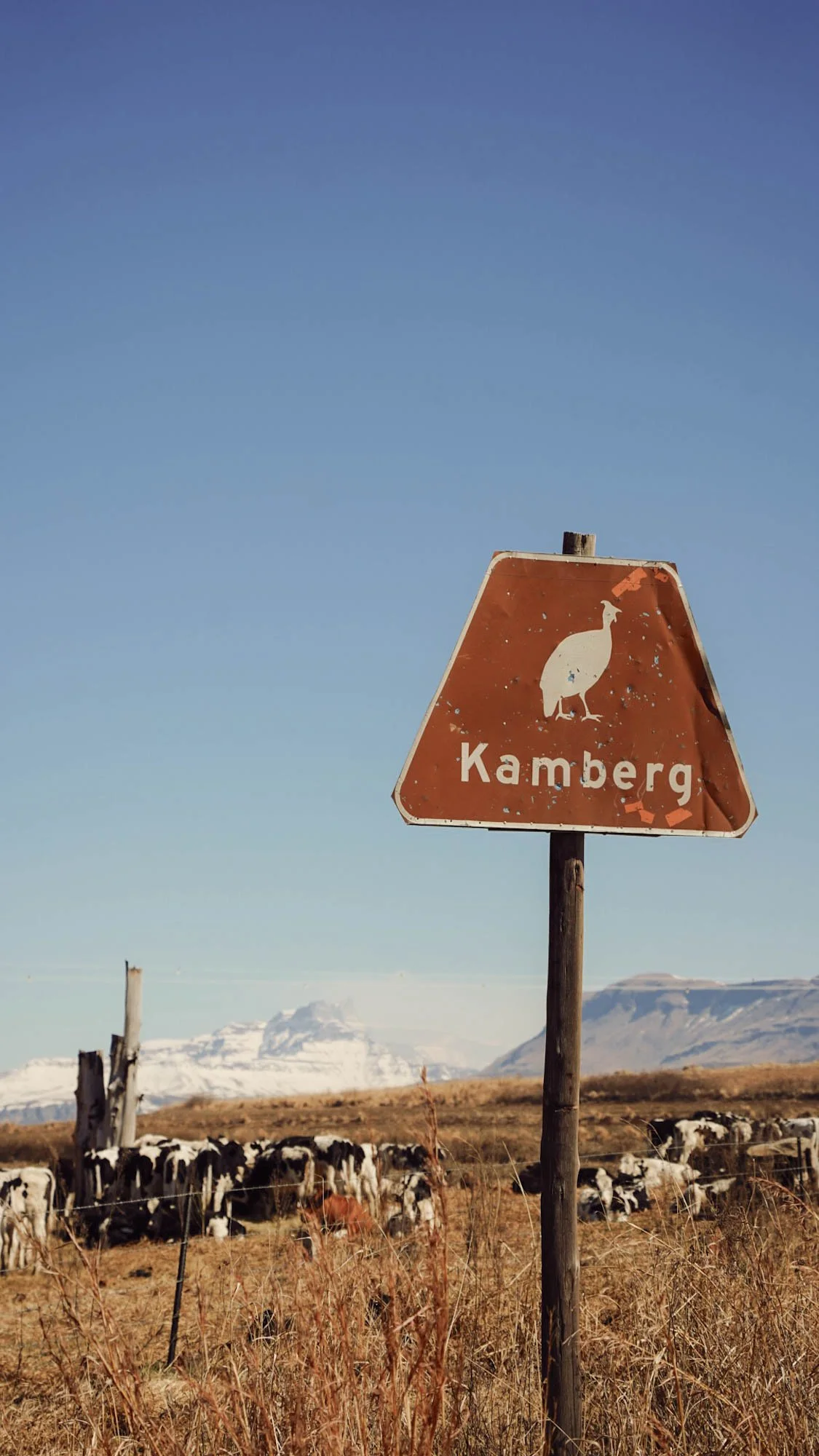 Verweerd Kamberg-bord met koeien en de besneeuwde Drakensbergen op de achtergrond.