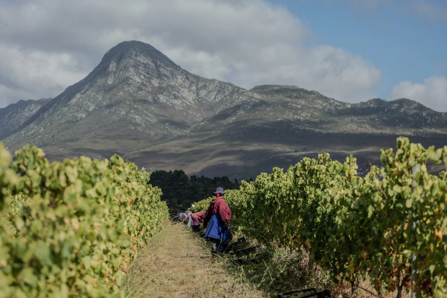 Wijngaard van Creation Wines met medewerkers tijdens oogst tegen bergdecor in Zuid-Afrika.