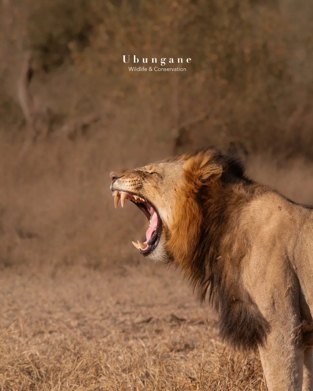 Ubungane