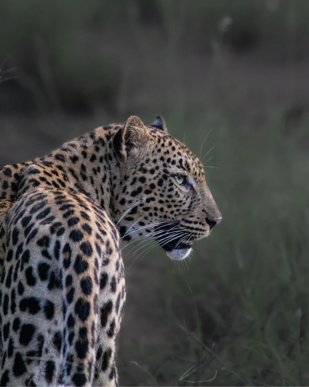 Safari content creation capturing wildlife and luxury lodge experience