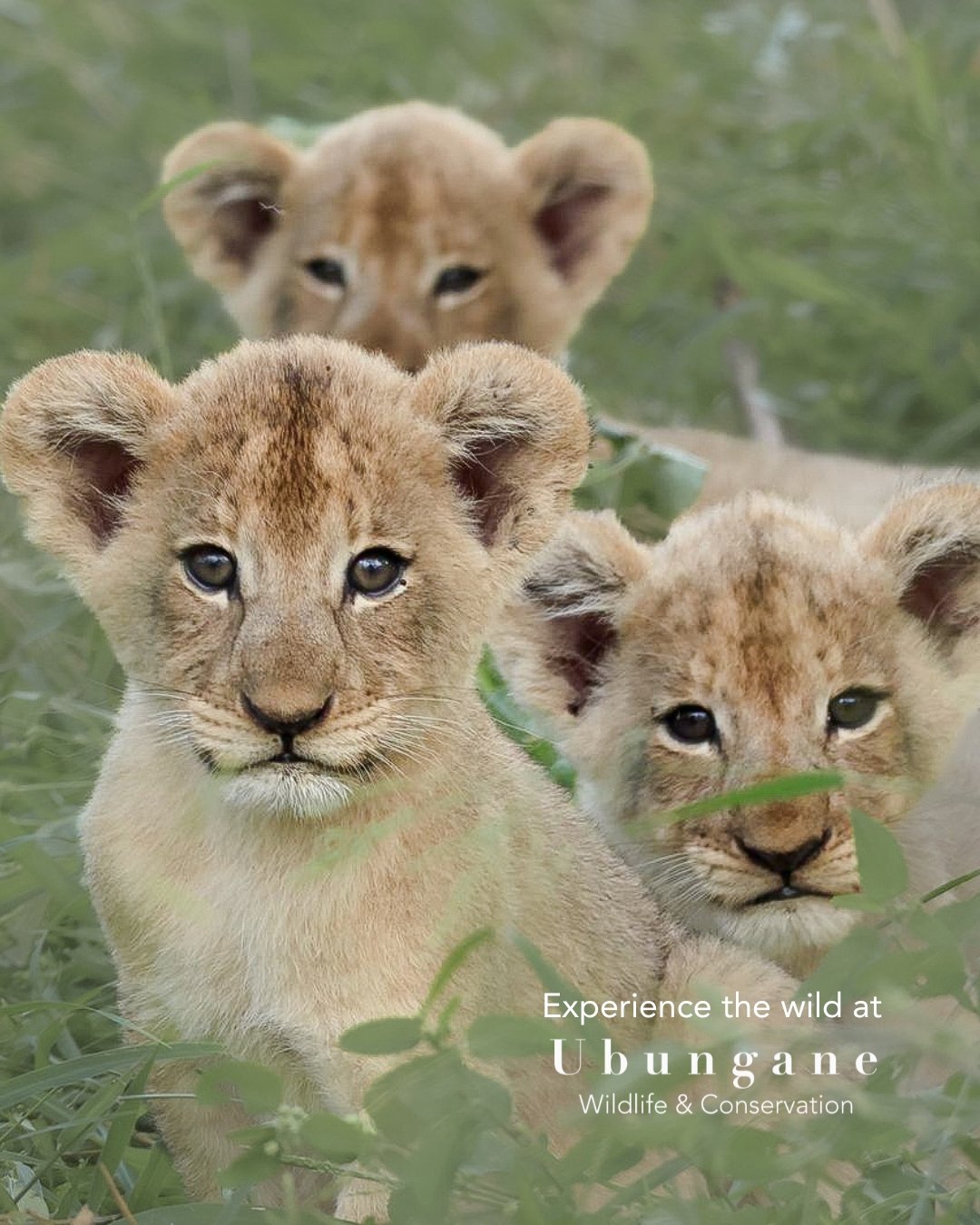 Safari content creation capturing wildlife and luxury lodge experience