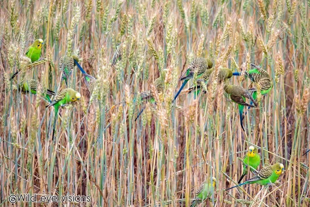 Meet Andrew Sleep (@wild_eye_visions ) &mdash; a wildlife &amp; landscape photographer with an incredible eye for detail, colour, and contrast. His work captures nature&rsquo;s beauty in its rawest, most breathtaking form. Andrew Sleep had 3 pieces i