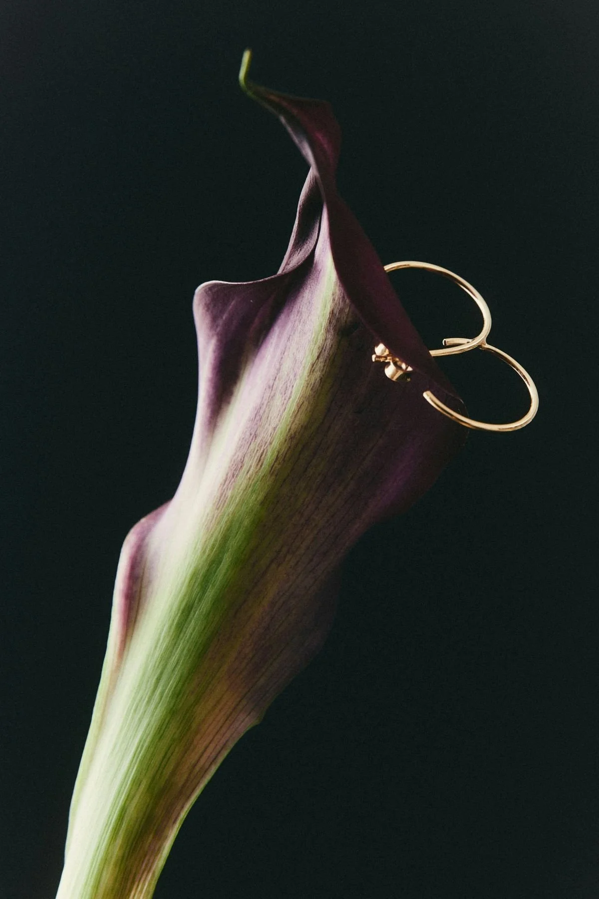 A dark purple calla lily flower with gold hoop earrings hanging from its leaf