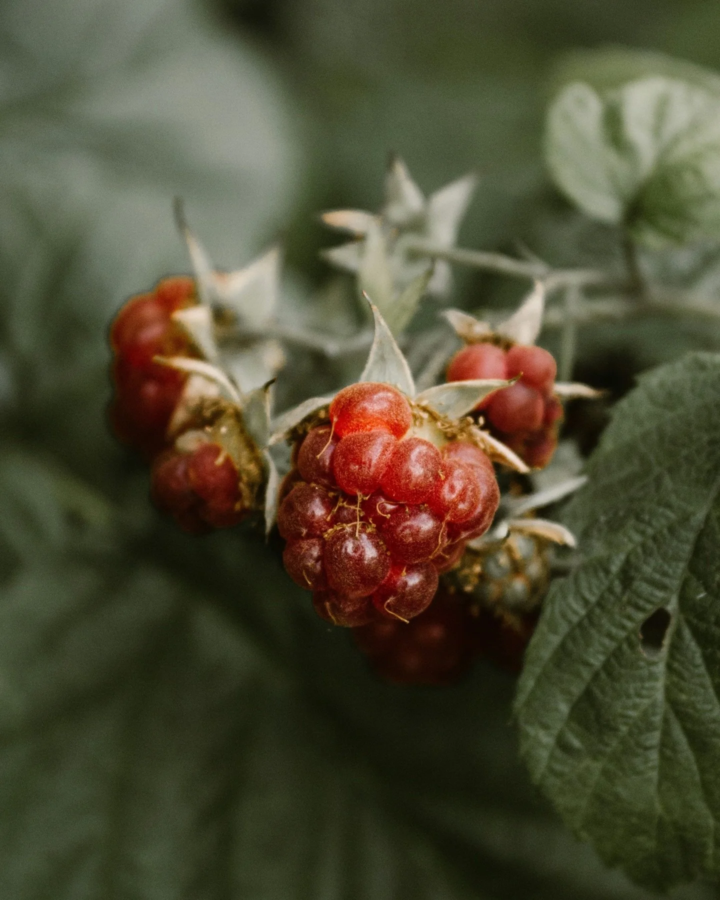 3 aliments valid&eacute;s par la science qui agissent concr&egrave;tement sur notre &acirc;ge biologique.

1. Les fruits rouges
Riches en anthocyanes, ils r&eacute;duisent l&rsquo;inflammation, prot&egrave;gent les mitochondries et limitent la glycat