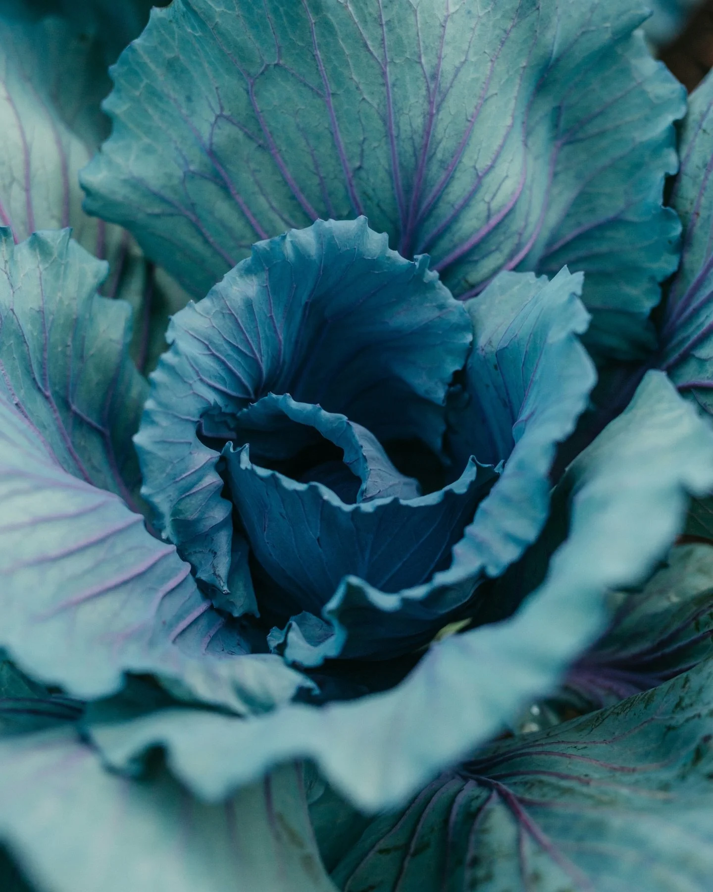 Le chou n&rsquo;est pas un simple l&eacute;gume d&rsquo;hiver.
C&rsquo;est un v&eacute;ritable signal de protection cellulaire.

Les crucif&egrave;res - chou, brocoli, chou-fleur - concentrent du sulforaphane, une mol&eacute;cule bioactive reconnue p