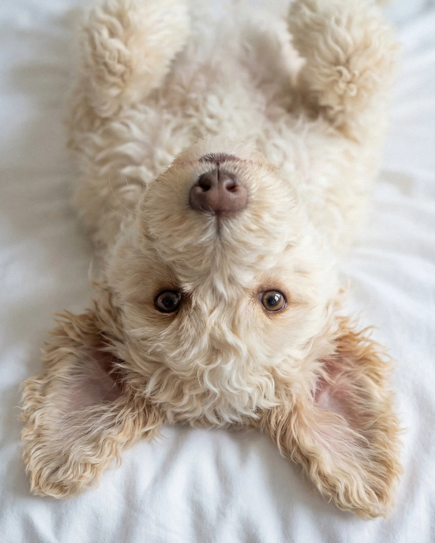 Le contact avec les animaux &agrave; sang chaud n&rsquo;est pas seulement affectif. Il est biologique.

Leur chaleur, leur rythme cardiaque, leur respiration r&eacute;guli&egrave;re stimulent notre syst&egrave;me nerveux parasympathique - celui de la