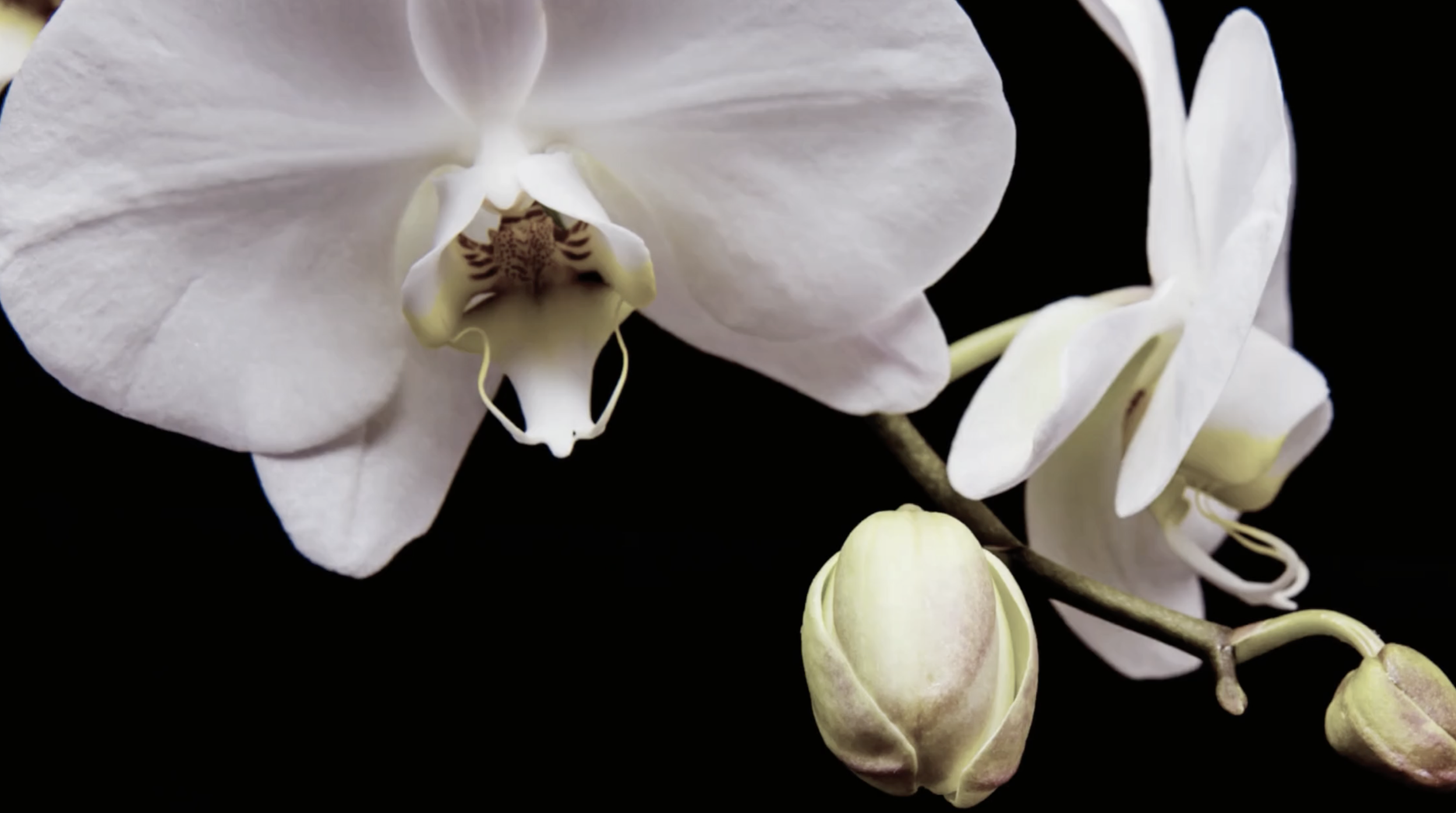 Screenshot 2025-09-25 alle 15.06.09.png